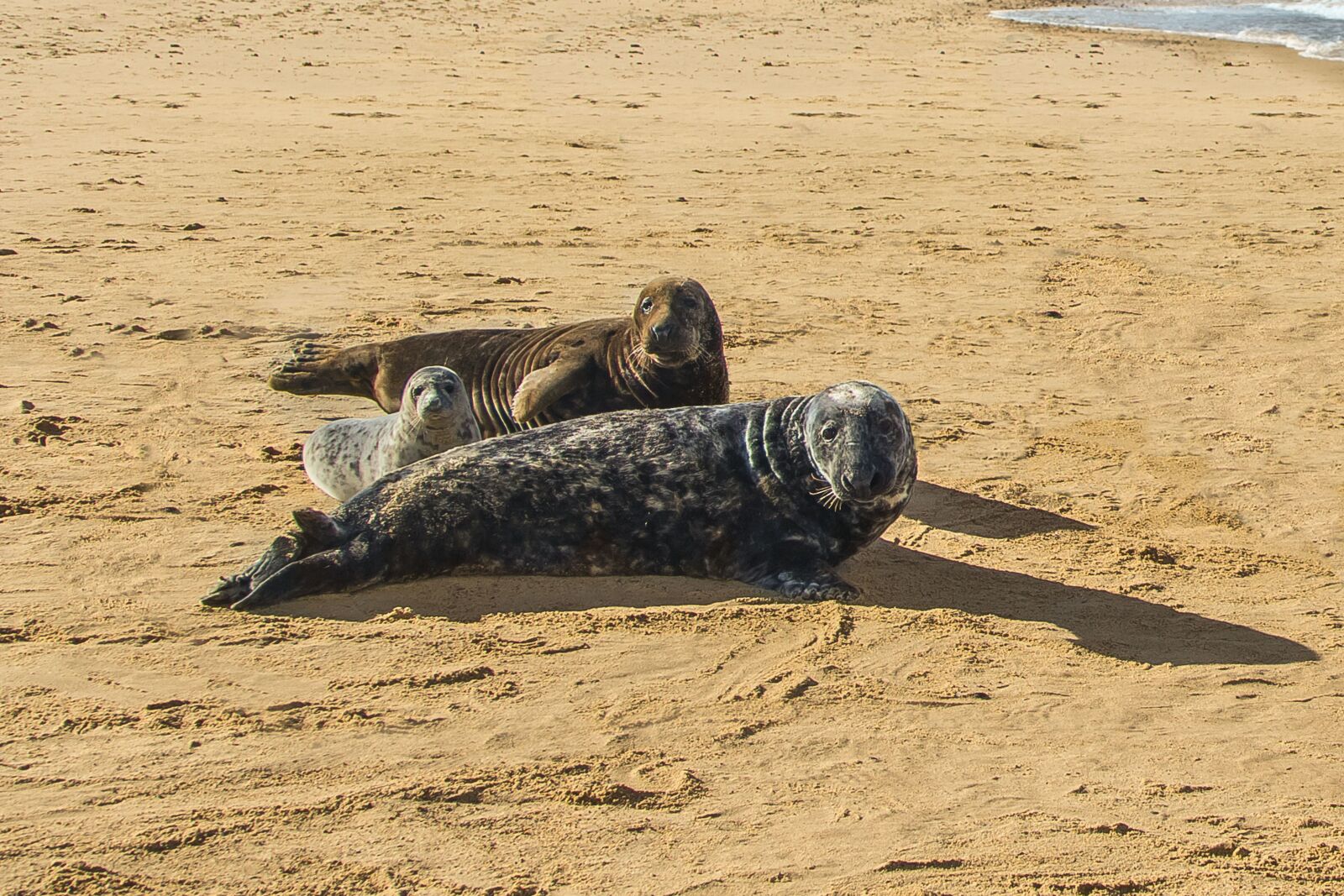 Canon EOS 60D sample photo. Seals, beach, north sea photography