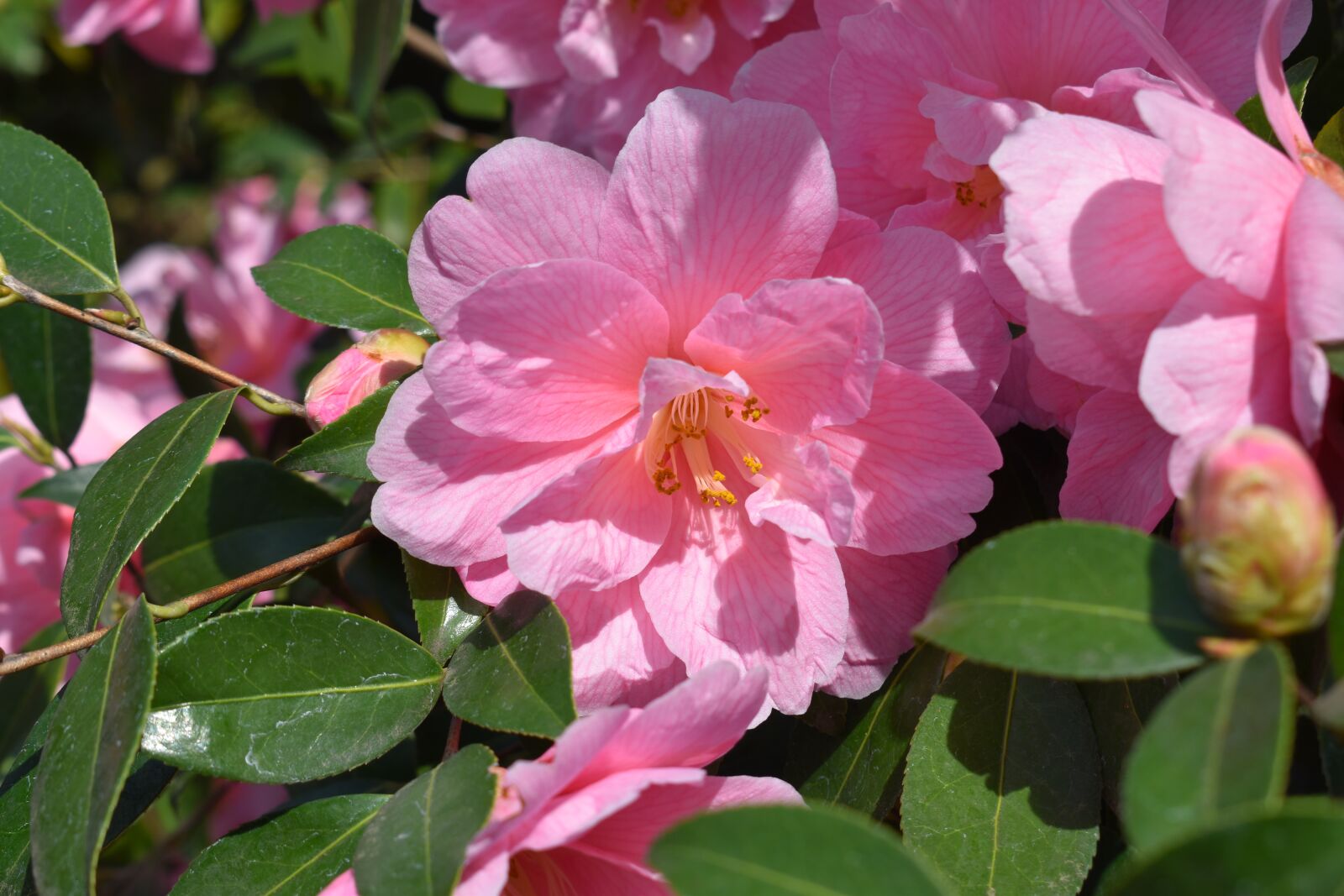 Nikon D3500 sample photo. Flower, pink, rose photography