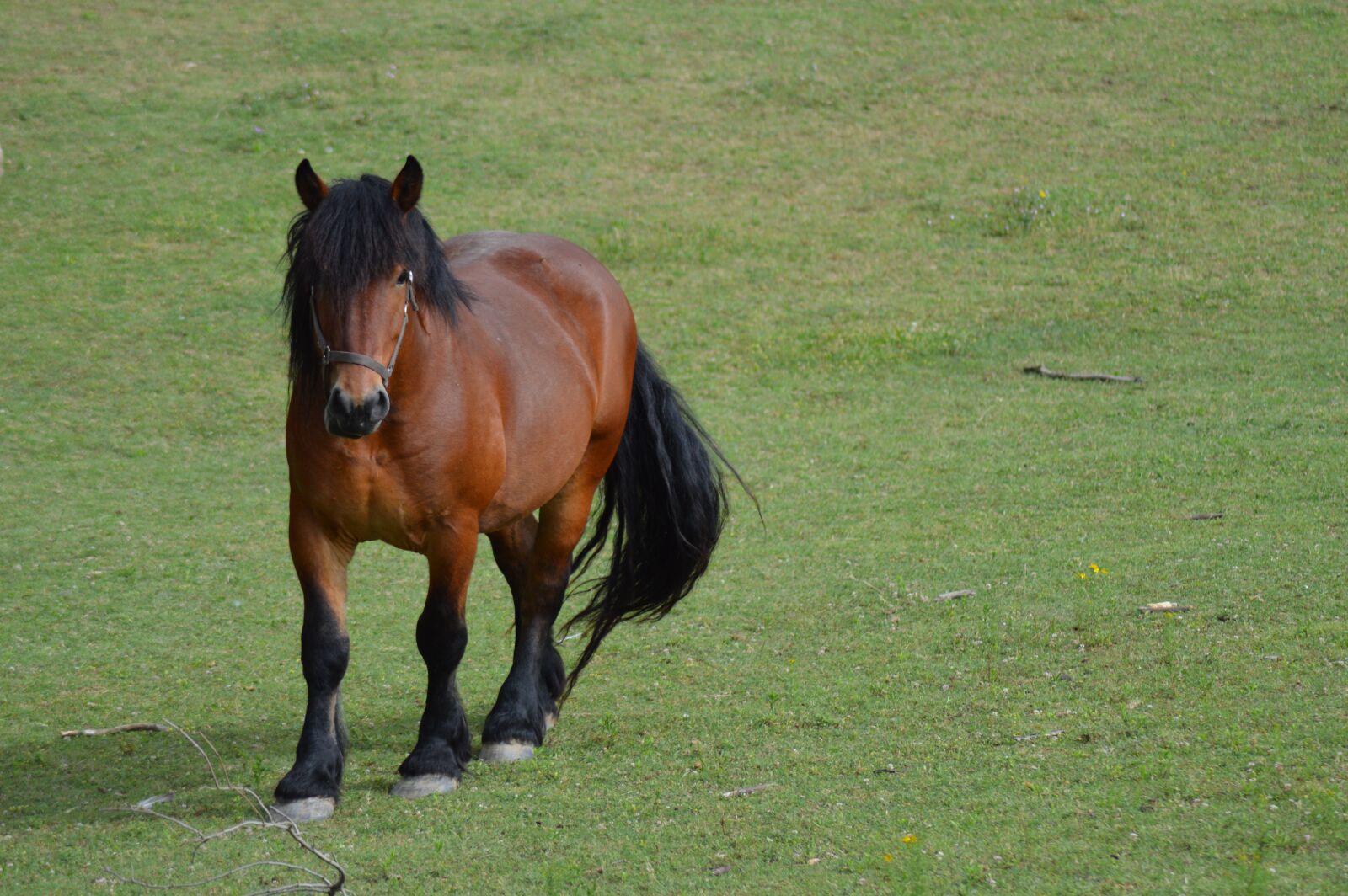 Nikon D3200 sample photo. Horse, equine, brown photography