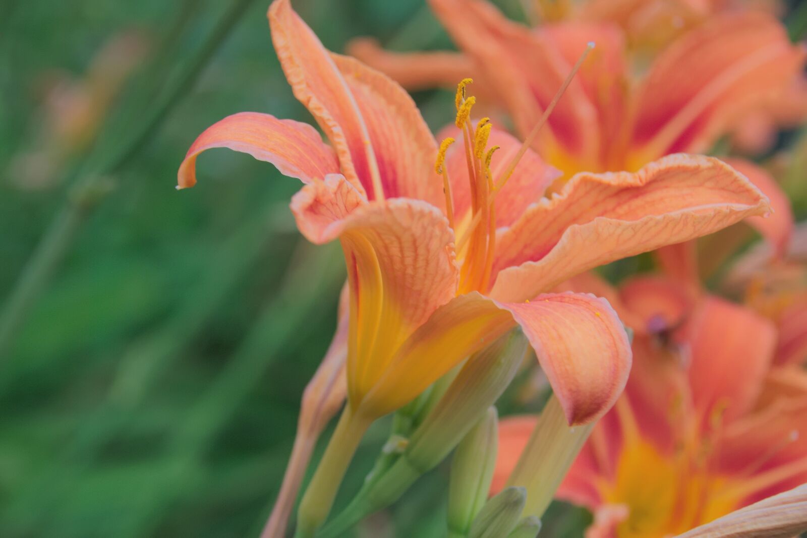 Nikon D3300 sample photo. Flower, flowering, summer photography
