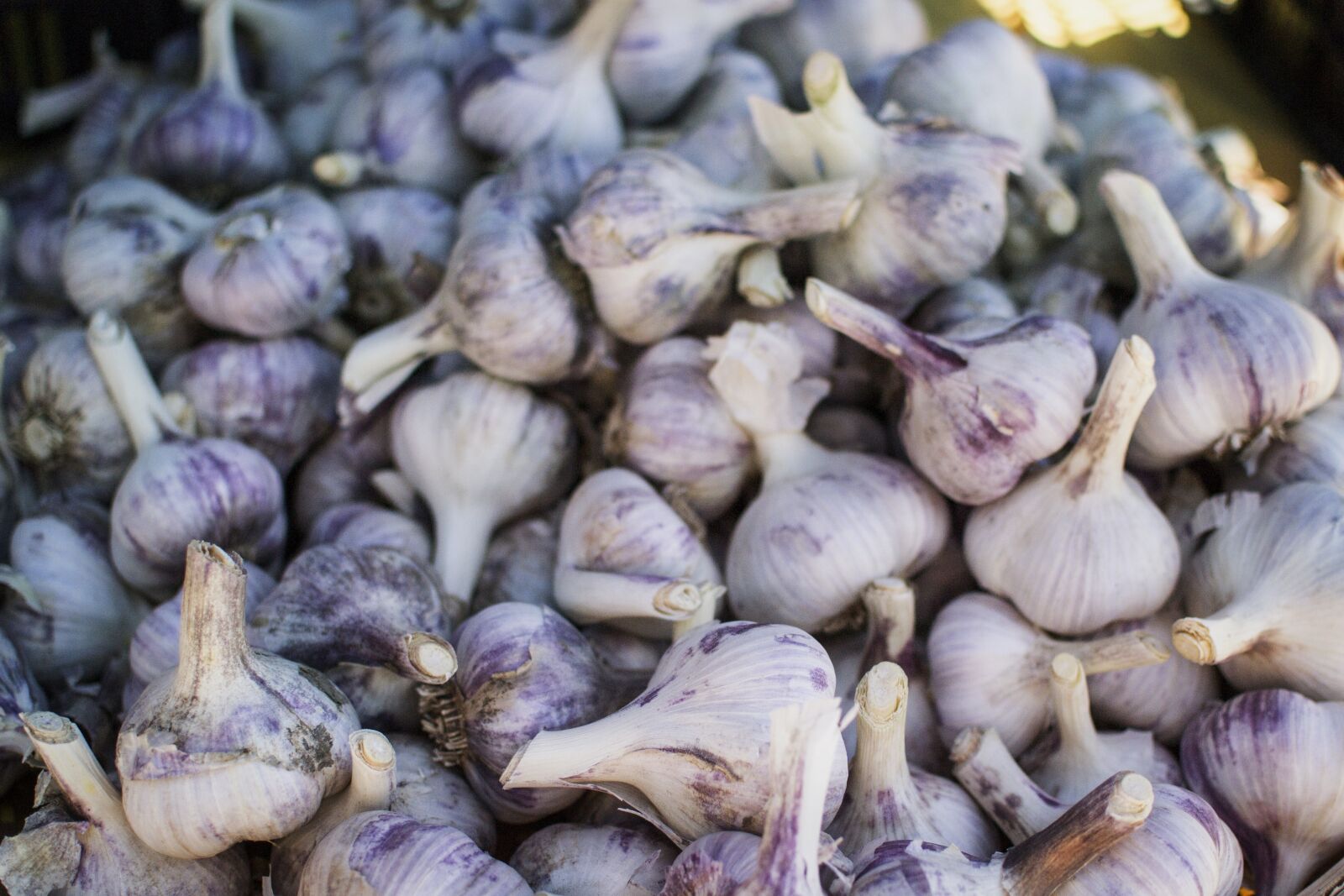 Nikon D3100 sample photo. Garlic, healthy, health photography