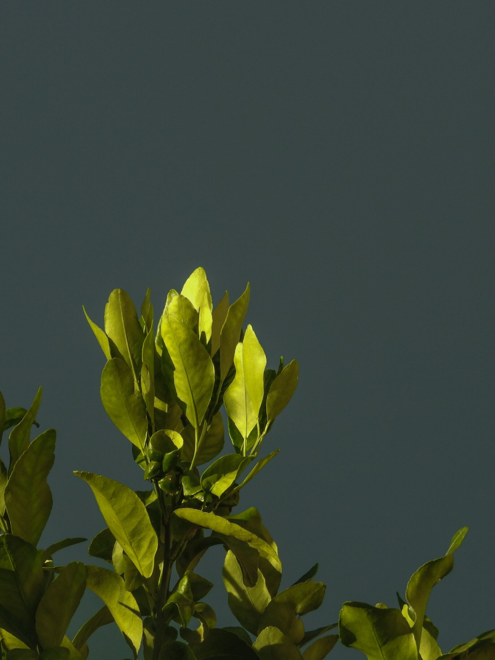 Nikon Coolpix P610 sample photo. Green, leaves, spring photography