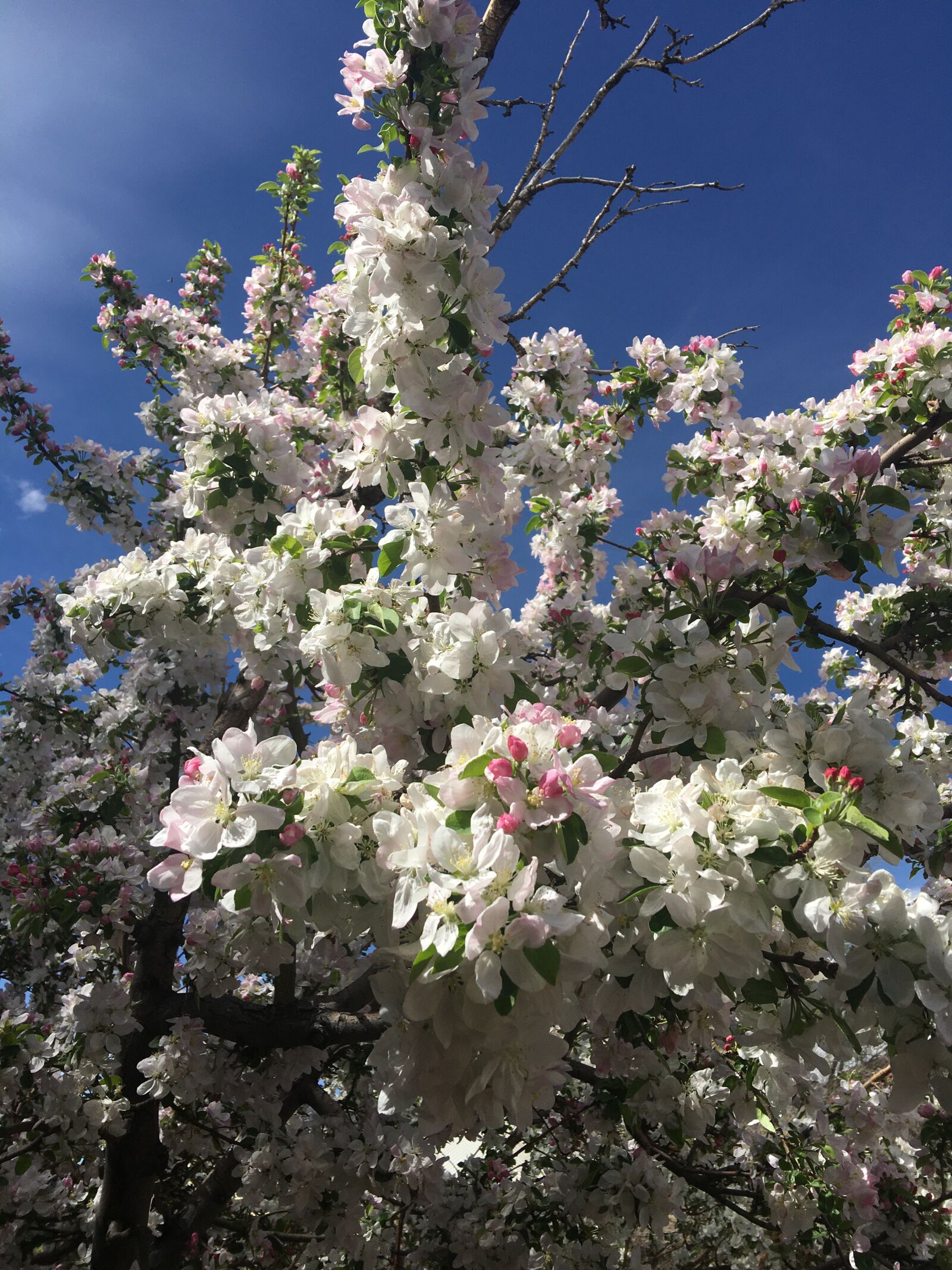 iPhone 6s Plus back camera 4.15mm f/2.2 sample photo. Colorado, apple tree, bloom photography