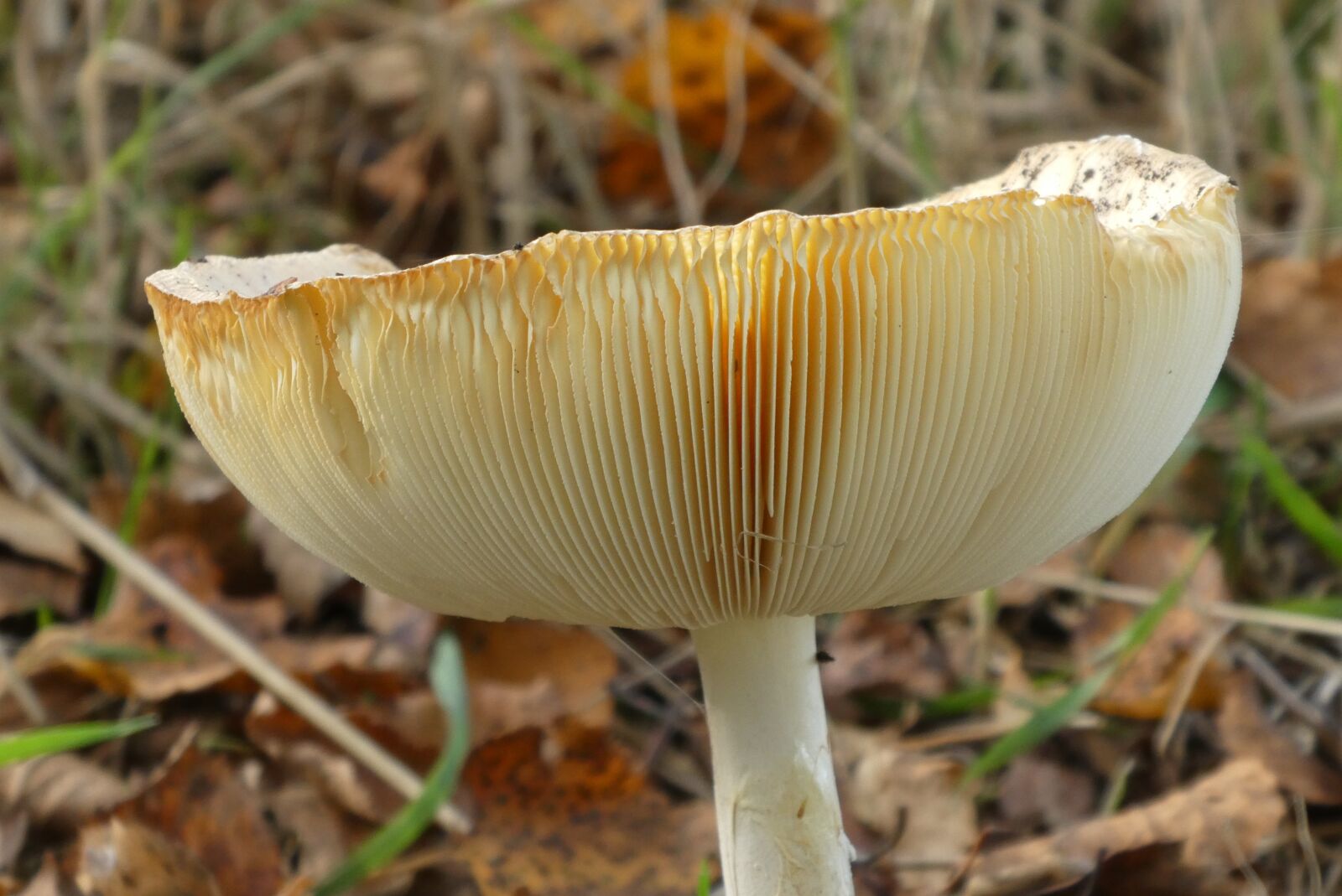 Panasonic Lumix DC-ZS70 (Lumix DC-TZ90) sample photo. Mushroom, slats, hat photography