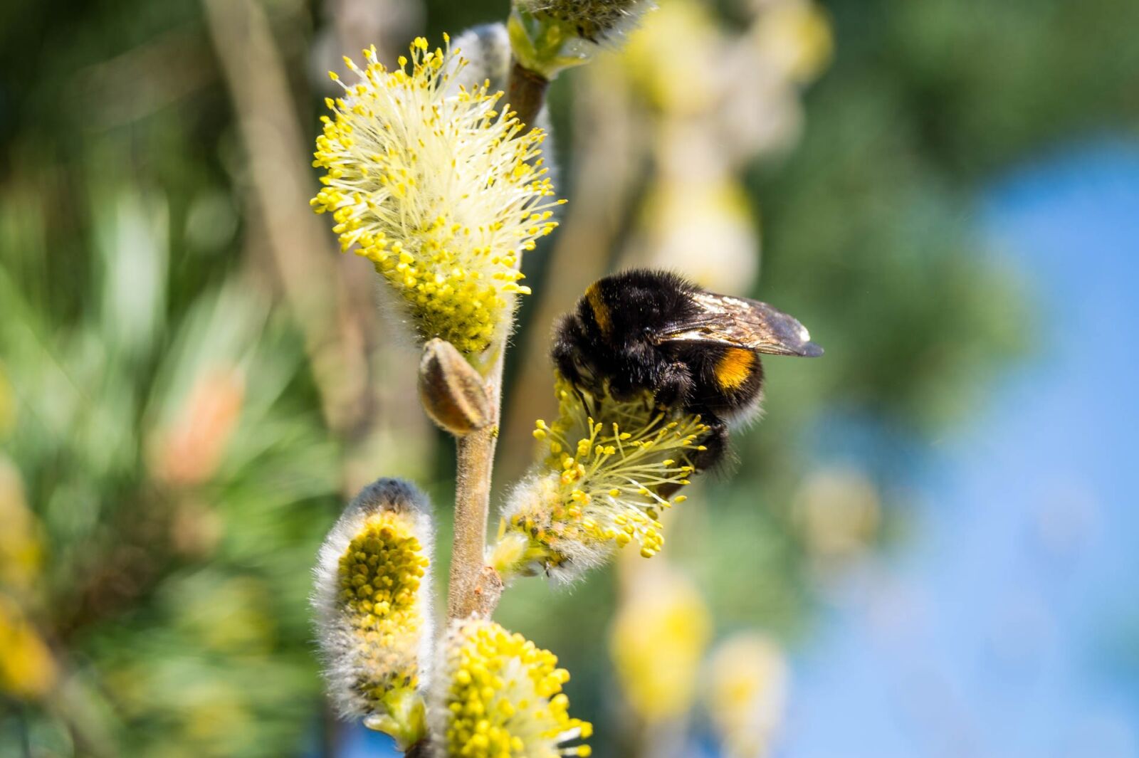 Sony DT 18-55mm F3.5-5.6 SAM II sample photo. Hummel, insect, spring photography