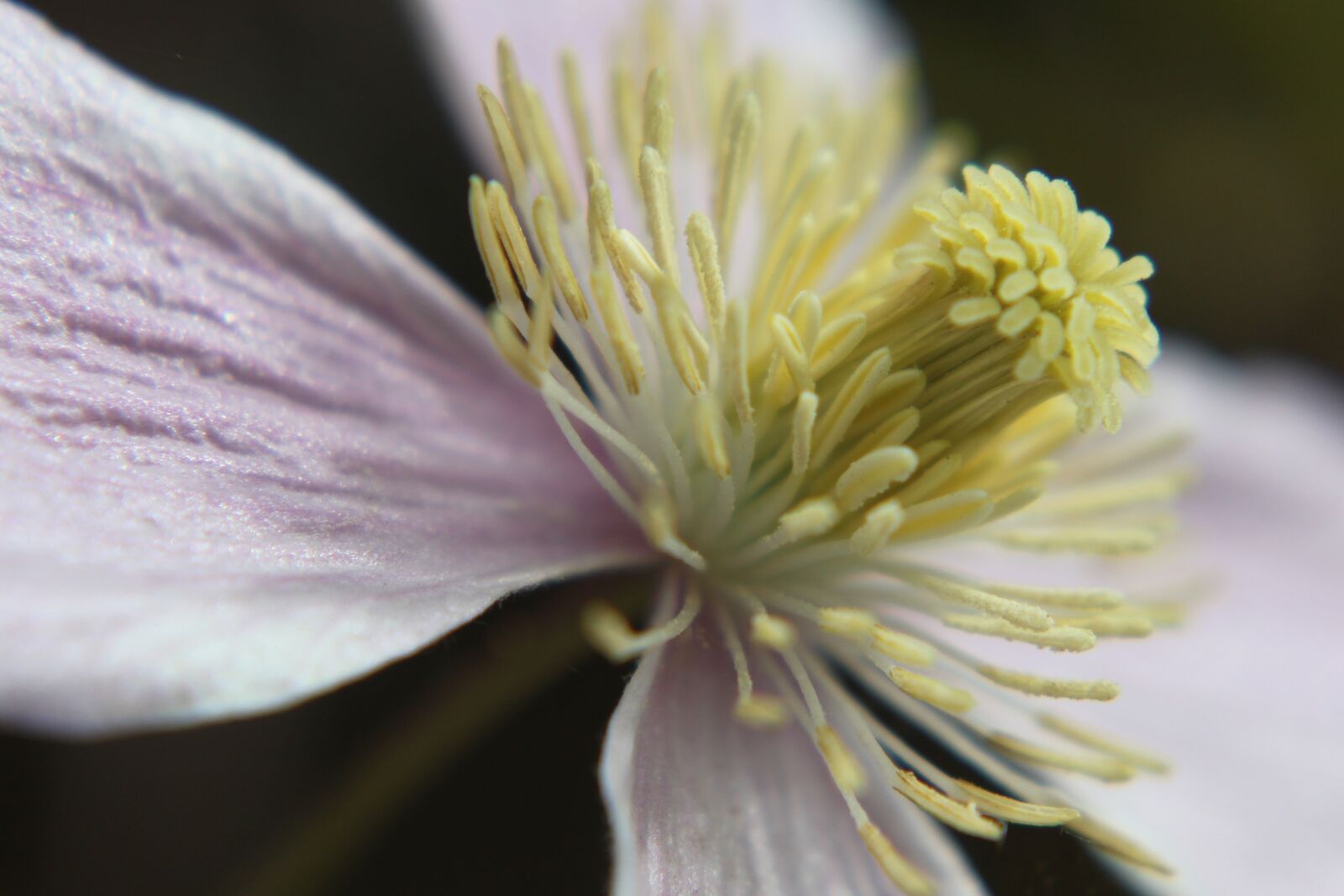 Canon EOS 500D (EOS Rebel T1i / EOS Kiss X3) sample photo. Blossom, bloom, macro photography