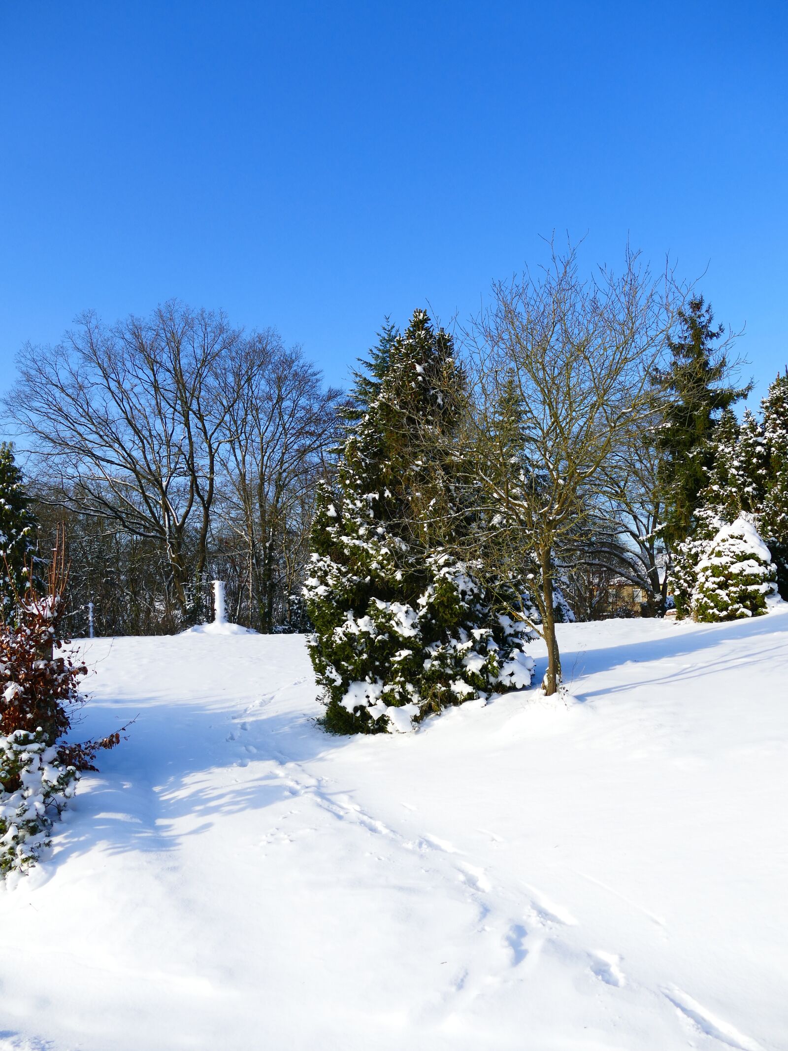 Panasonic Lumix DMC-FZ1000 sample photo. Winter, snow, wintry photography