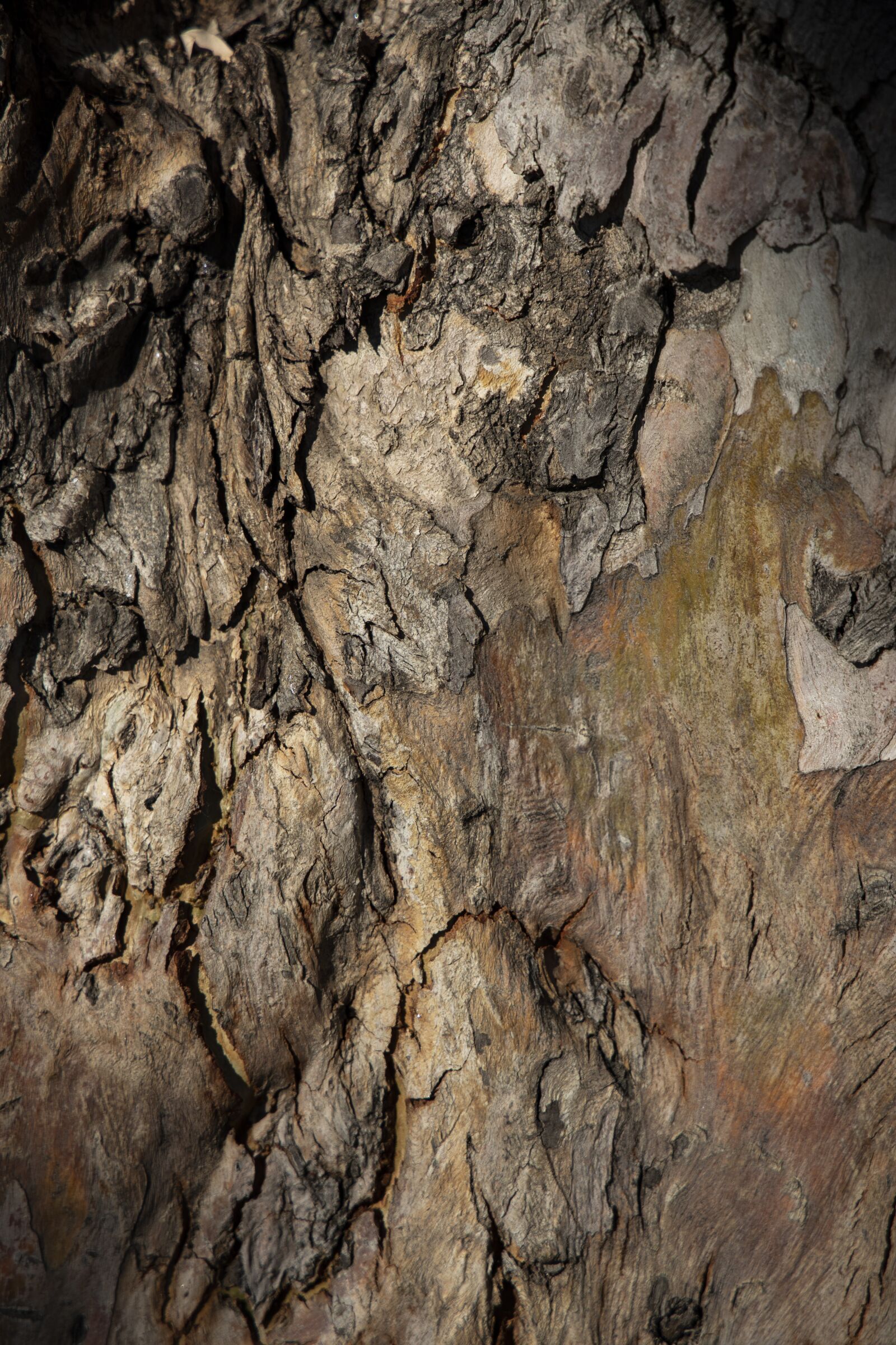 Canon RF 24-105mm F4L IS USM sample photo. Tree, texture, wood photography