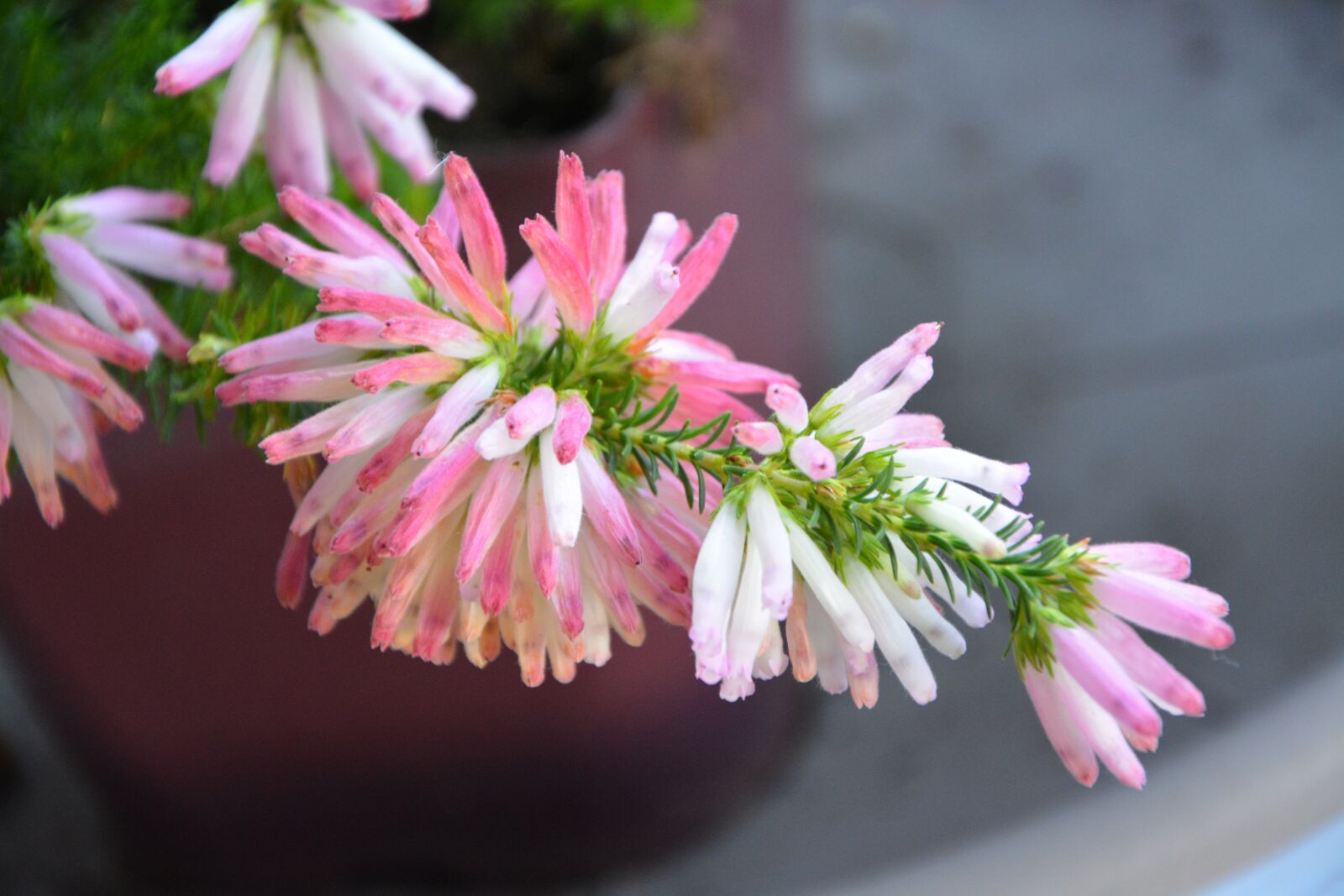 Nikon D5200 sample photo. Flower, flowers rica verticillata photography