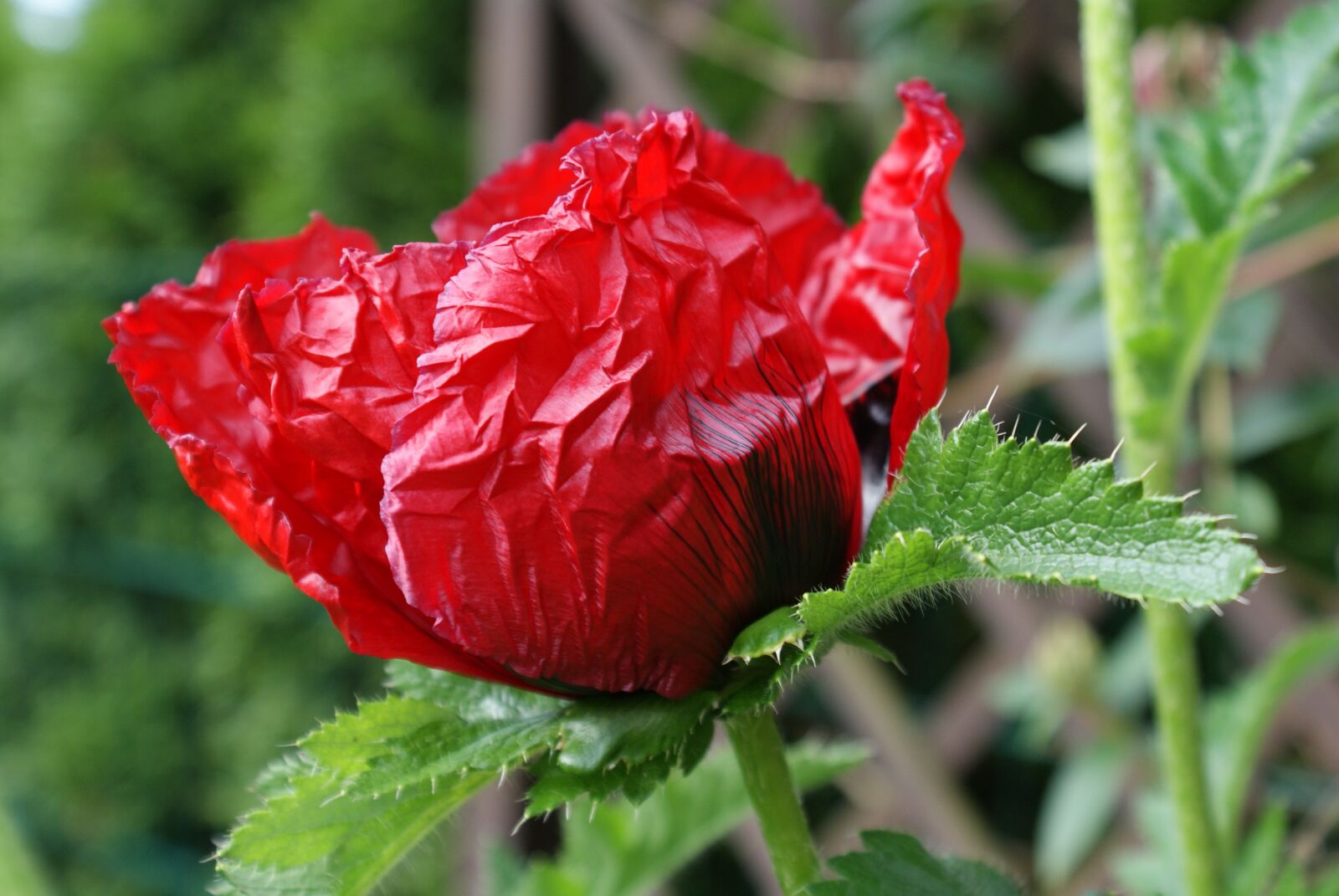 Sony Alpha DSLR-A300 sample photo. Klatschmohn, may, red photography
