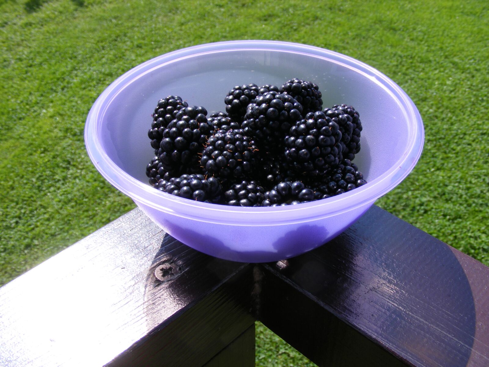 Fujifilm FinePix S5700 S700 sample photo. Nature, bowl, blackberries photography