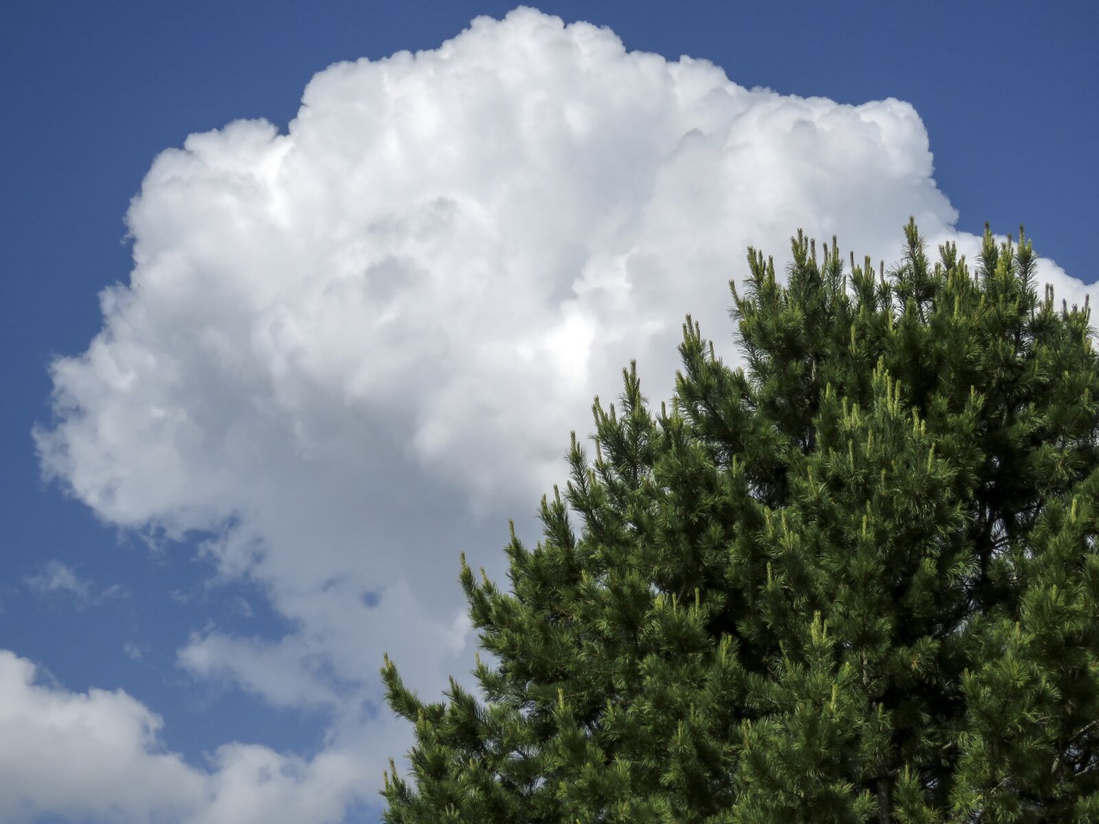Canon PowerShot SX60 HS sample photo. Cloud, tree, sky photography