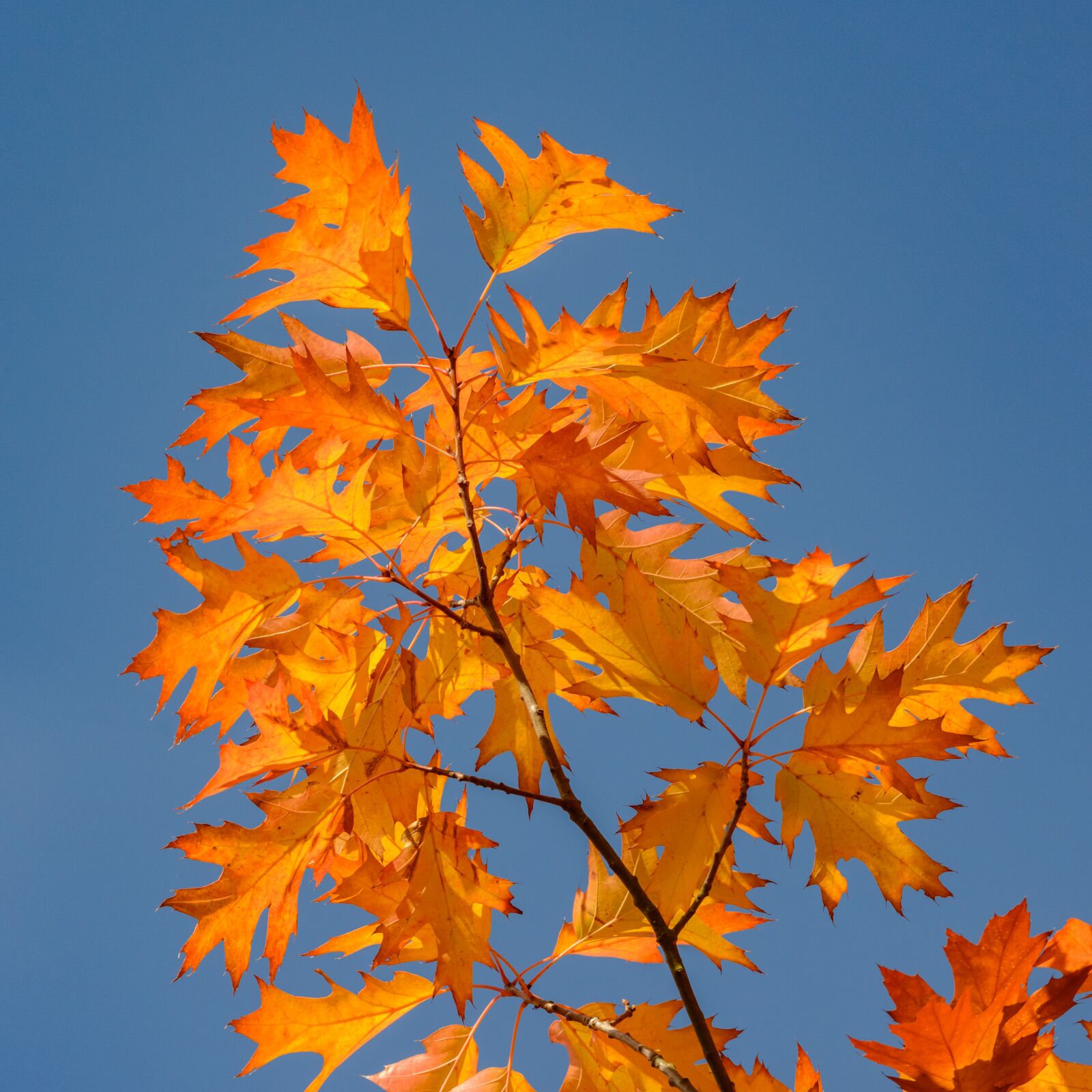 Nikon D800E sample photo. Foliage, oak, orange photography