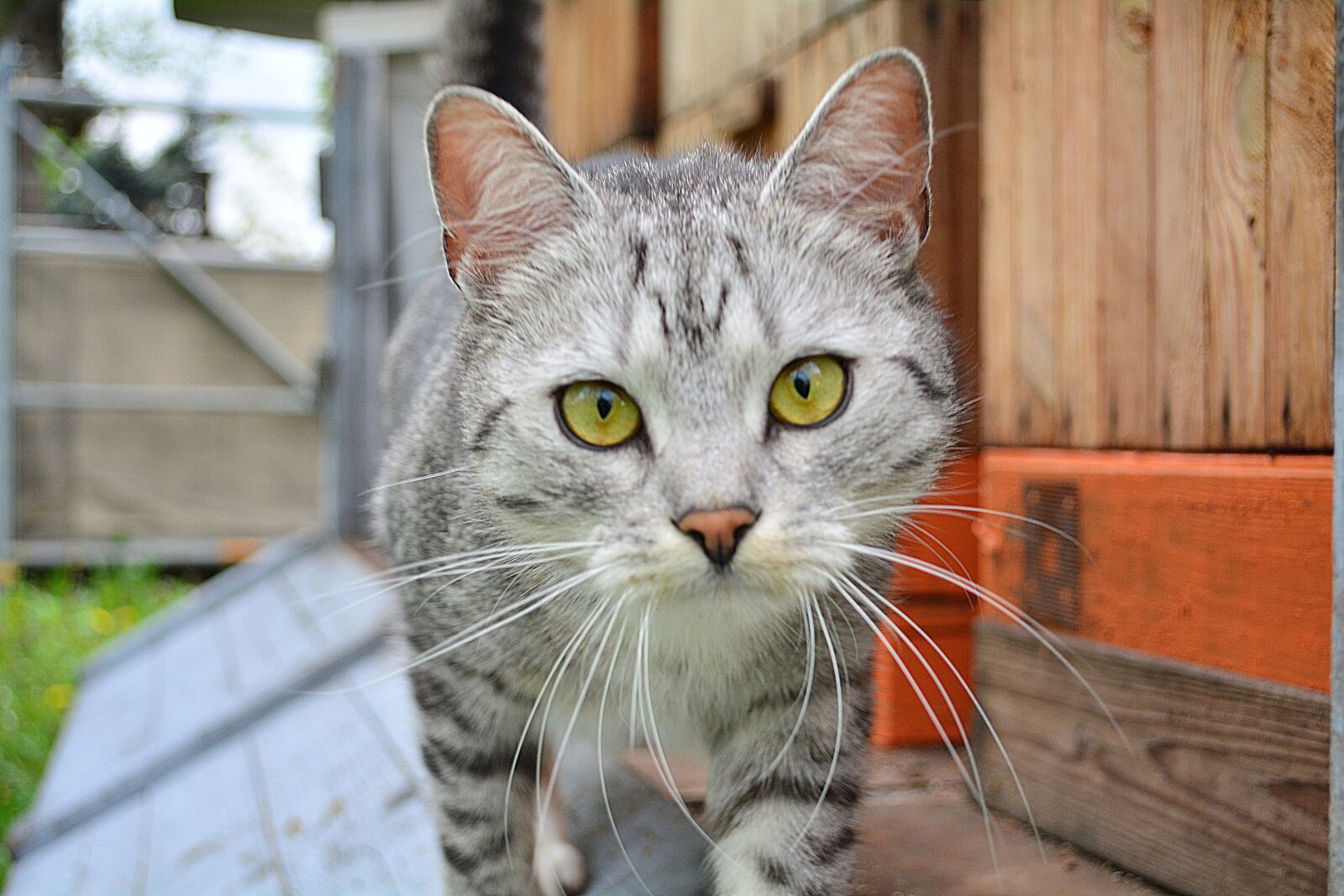 Nikon D5200 sample photo. Cat, garden, the bees photography