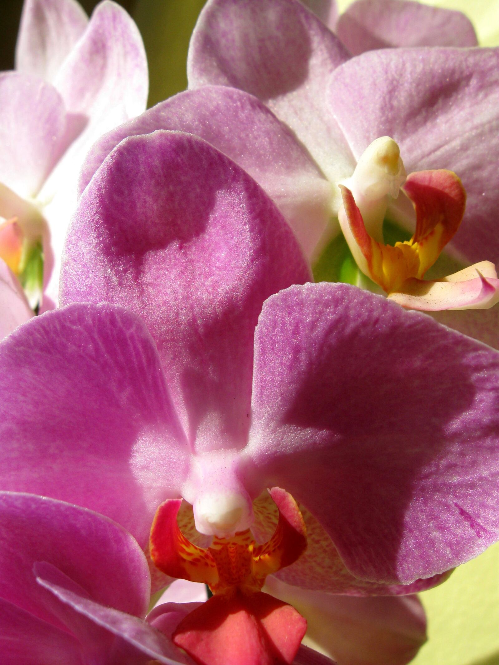 Canon PowerShot A590 IS sample photo. Orchid, pink, closeup photography