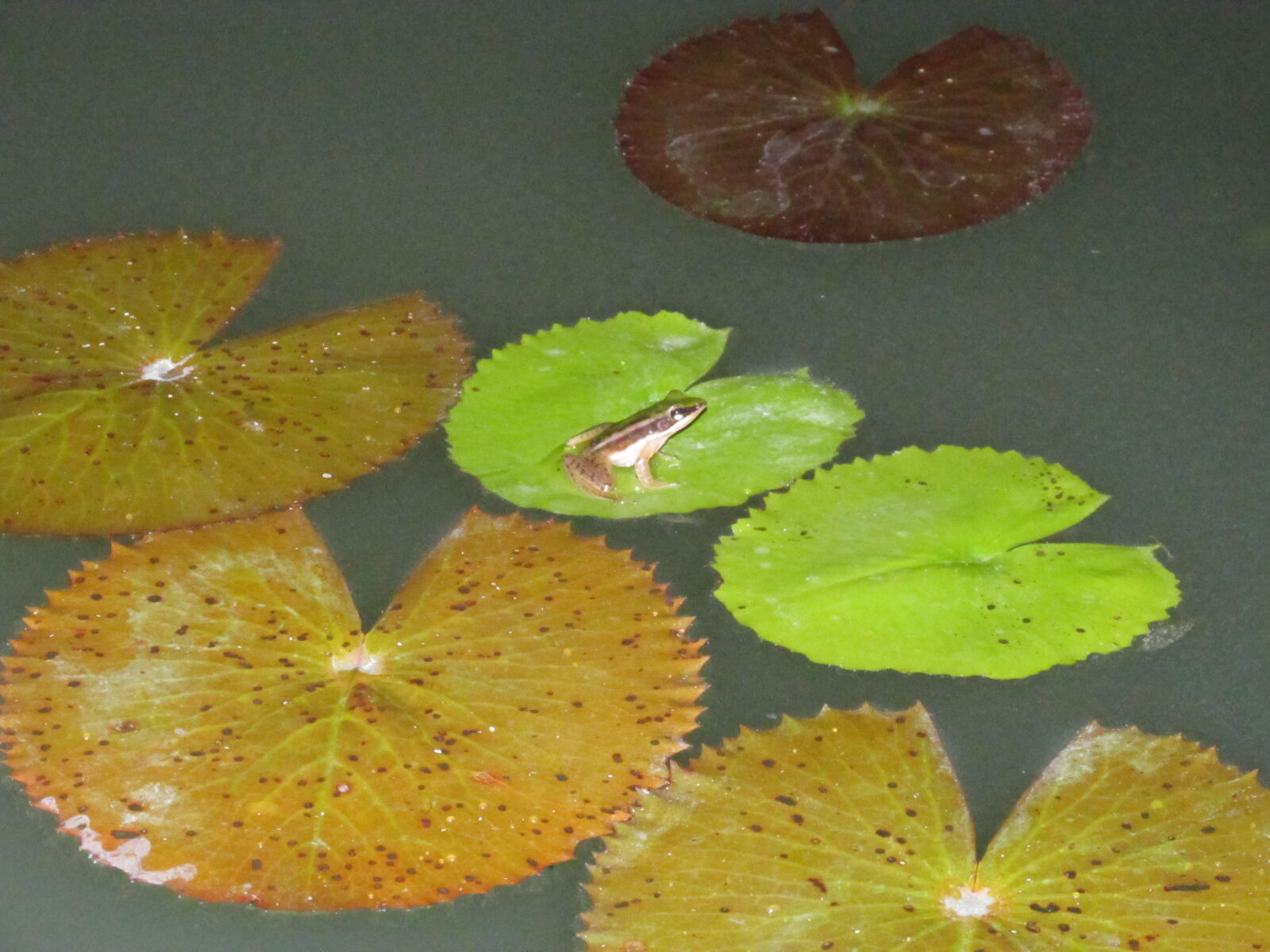 Canon PowerShot SX160 IS sample photo. Frog, lilypad, pond, water photography