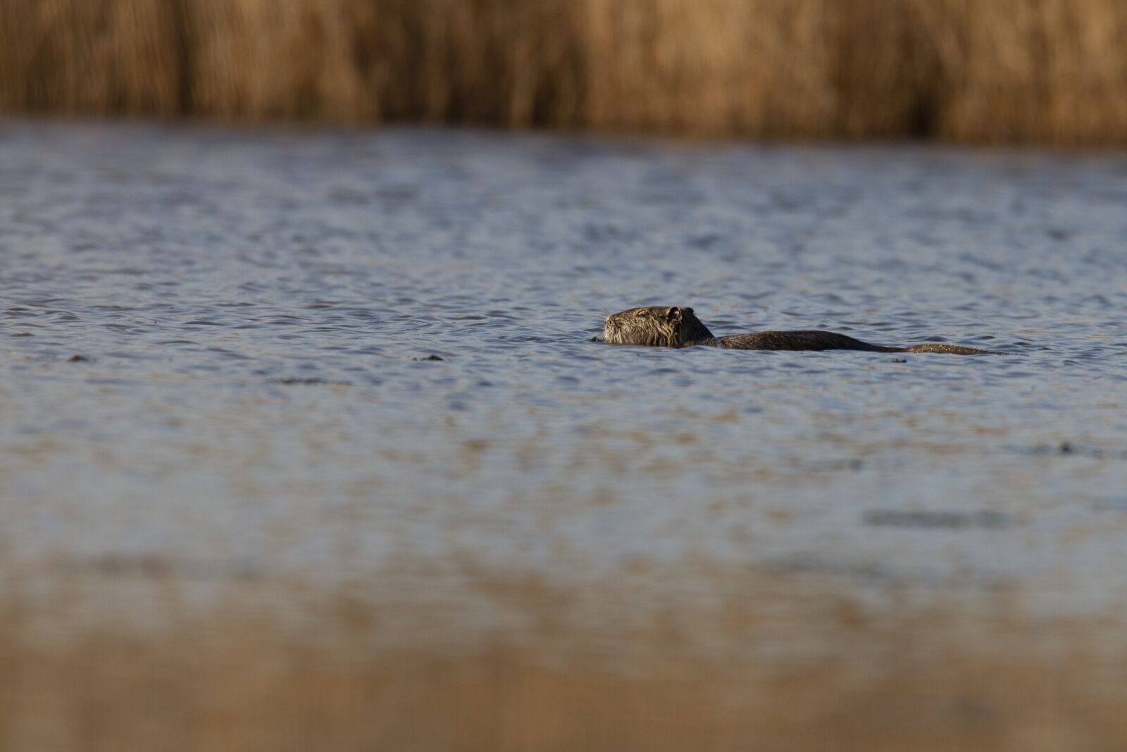 Canon EOS 7D sample photo. Nutria, water, rodent photography