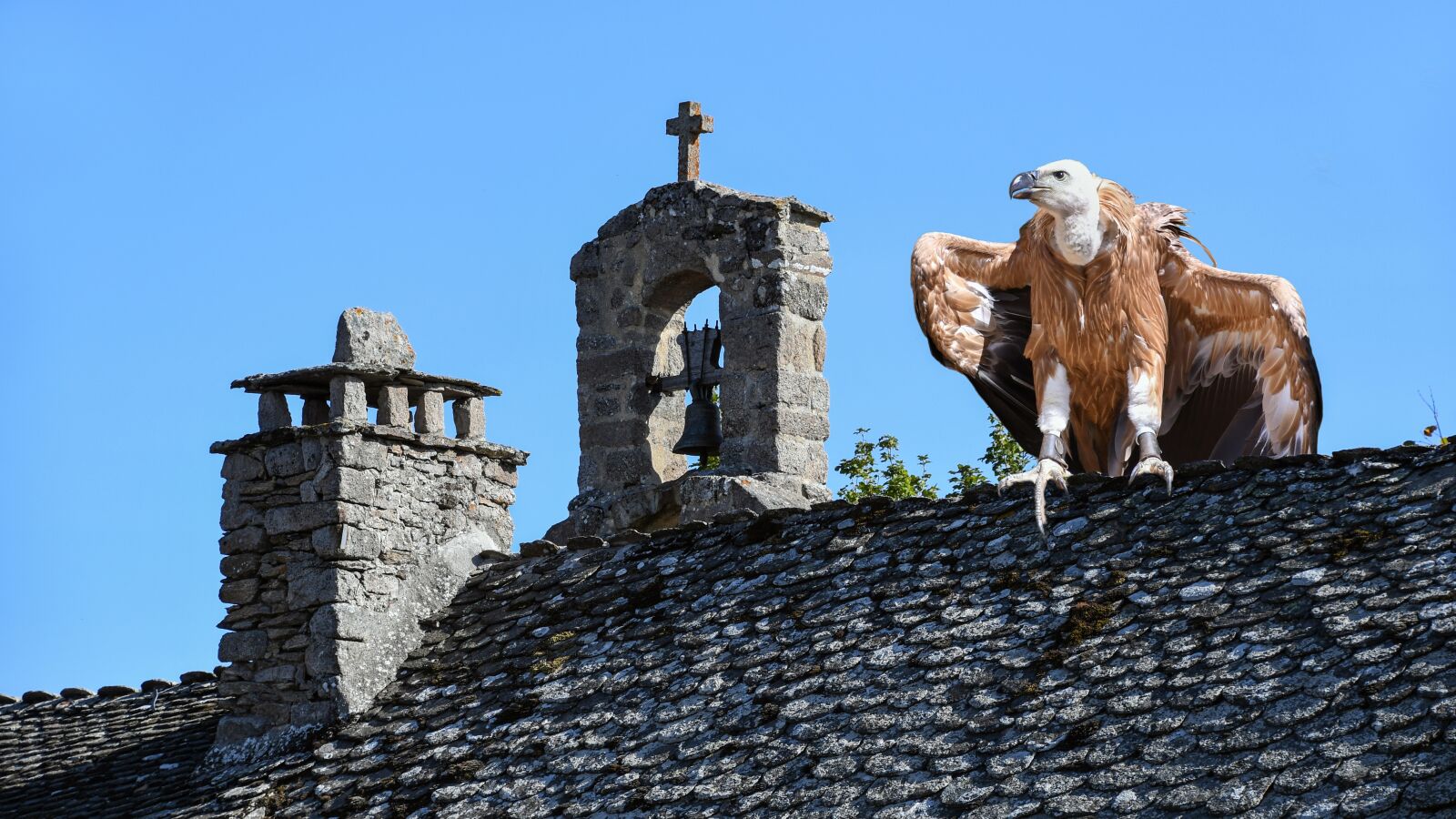 Nikon D500 sample photo. Vulture, roof, mounting photography
