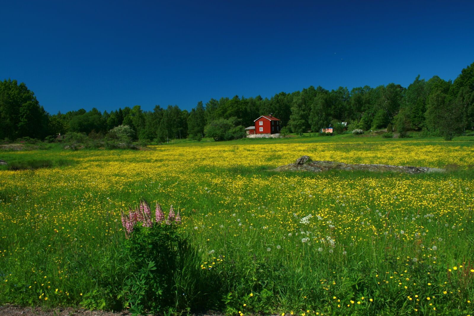 Canon EOS 400D (EOS Digital Rebel XTi / EOS Kiss Digital X) sample photo. Sweden, meadow, nature photography