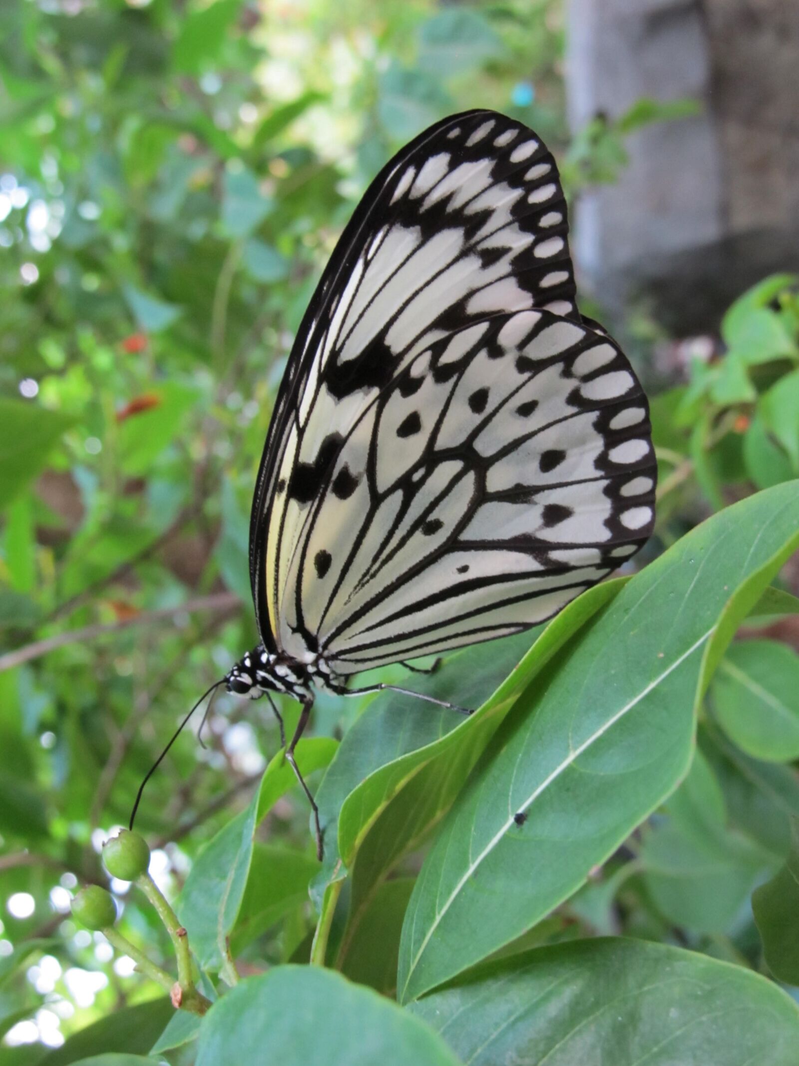 Canon PowerShot SX130 IS sample photo. Butterfly, paper kite, leaves photography