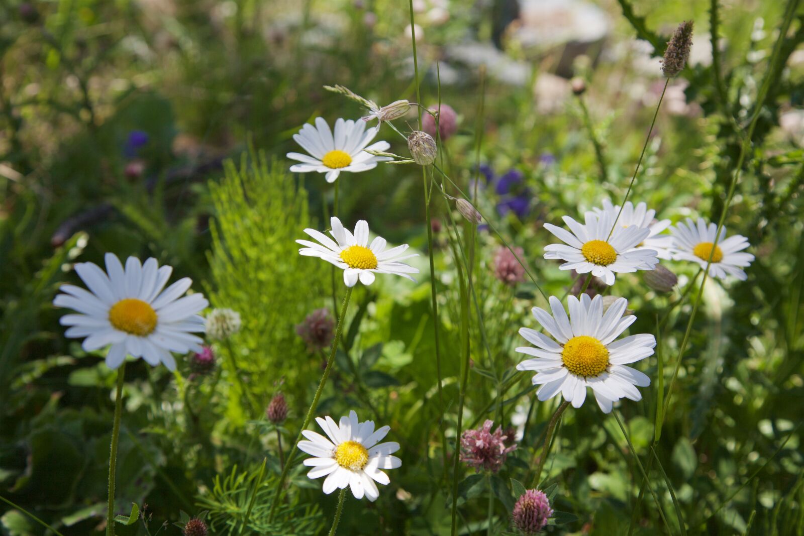 Canon EOS 5D Mark II sample photo. Chamomile, flowers, nature photography