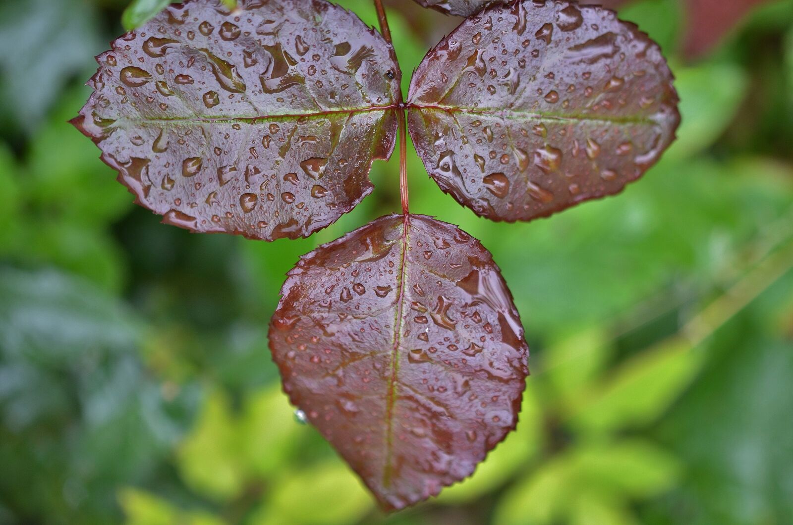 Nikon D7000 sample photo. Natur, leaf, natural photography