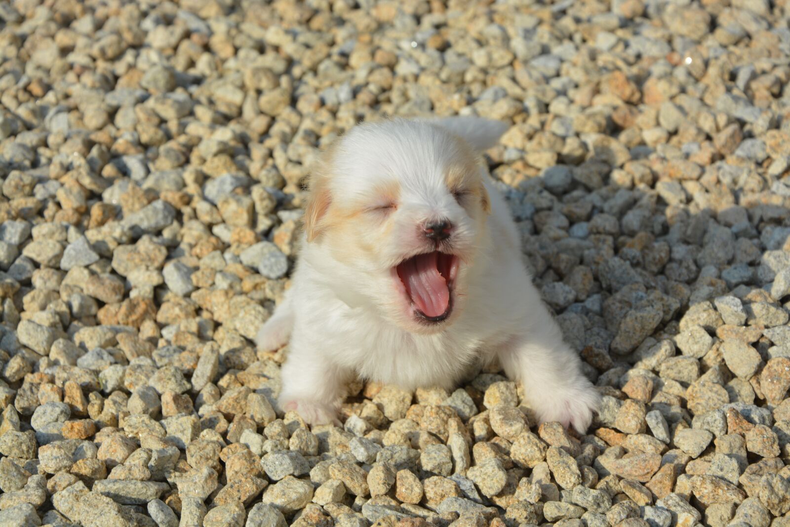 Nikon D5200 sample photo. Cotton tulear, age one photography