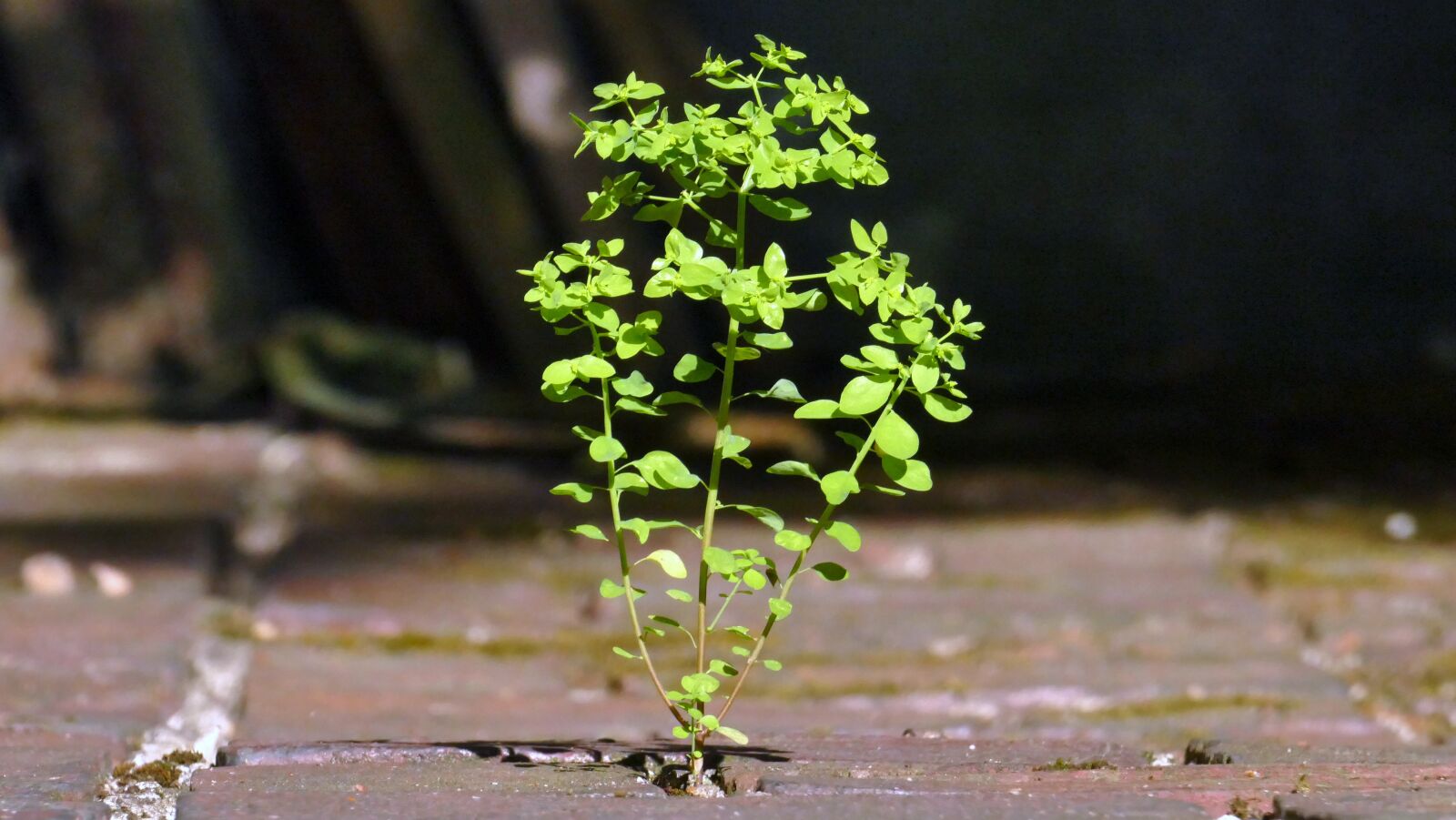 Panasonic Lumix DMC-FZ1000 sample photo. Weed, wild growth, nature photography