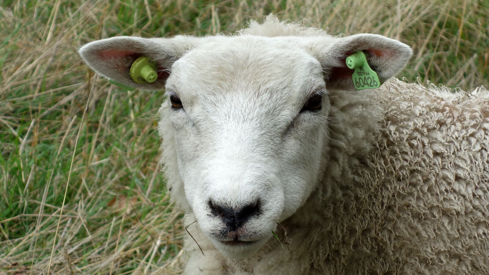 Sony Cyber-shot DSC-RX100 sample photo. Sheep, portrait, head photography