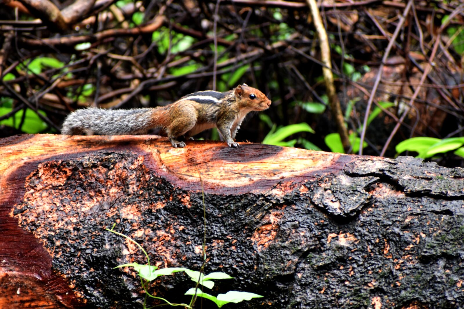 Nikon D3400 sample photo. Squirrel, animal, pet photography