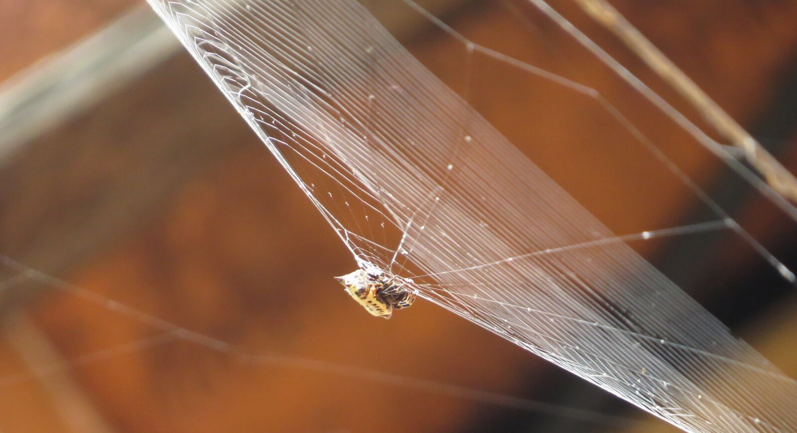 Canon PowerShot SX50 HS sample photo. Nature, insects, armenia photography