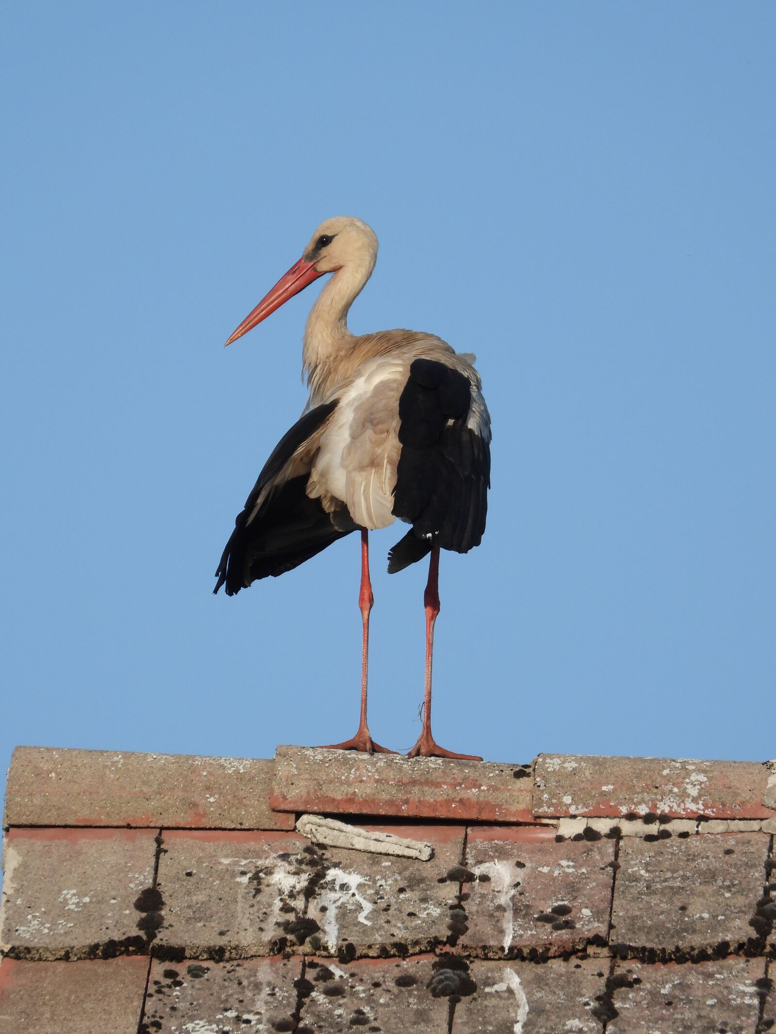 Nikon Coolpix P1000 sample photo. Stork, the roof of photography