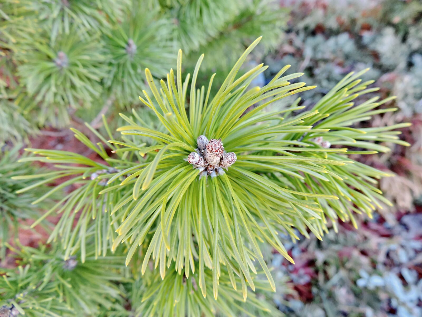 Nikon Coolpix P520 sample photo. Branch, detail, green leaf photography