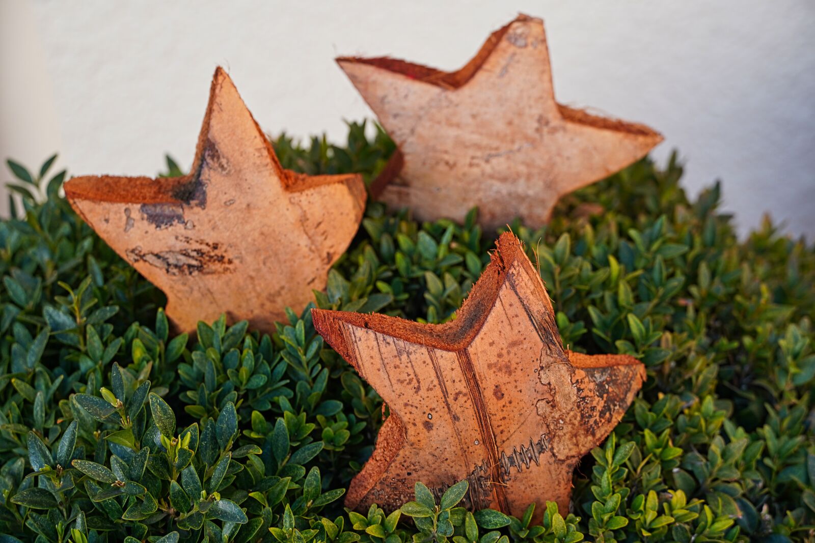 Sony E 18-135mm F3.5-5.6 OSS sample photo. Christmas, boxwood, hotel decoration photography