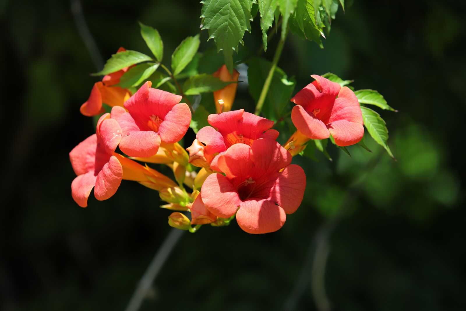 Canon EF 70-200mm F2.8L USM sample photo. Campsis, flowers, nature photography