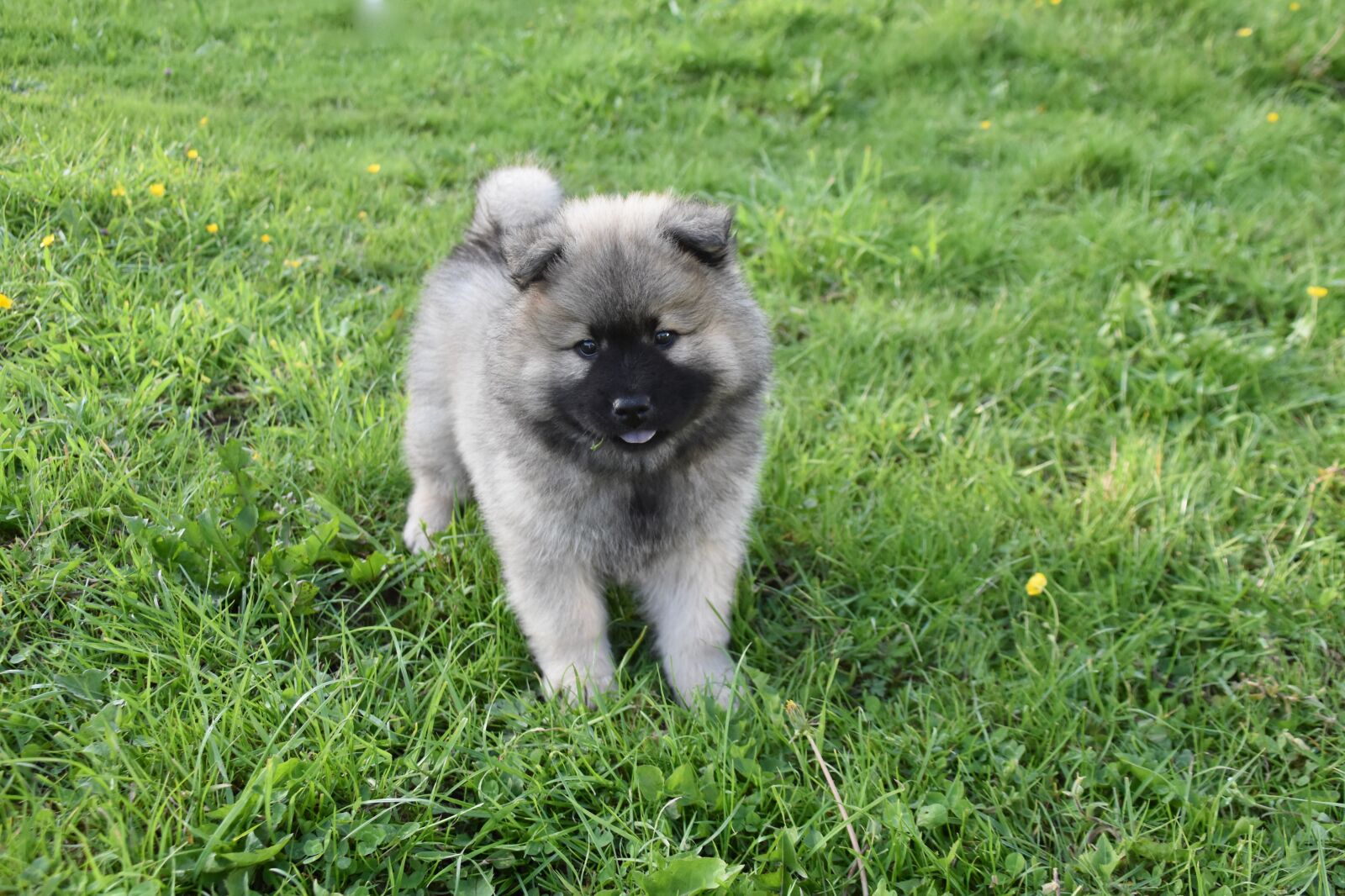 Nikon D5600 sample photo. Dog, puppy, pup photography