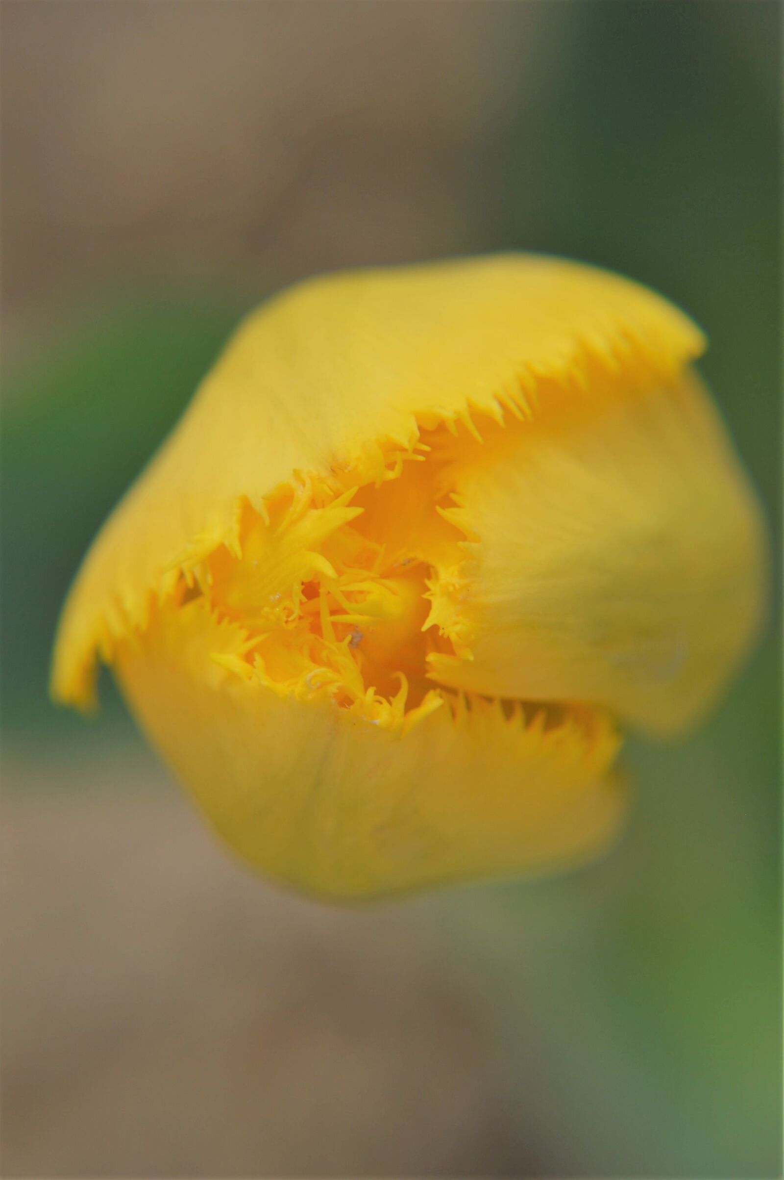 Nikon D3200 sample photo. Tulip, flower, spring photography