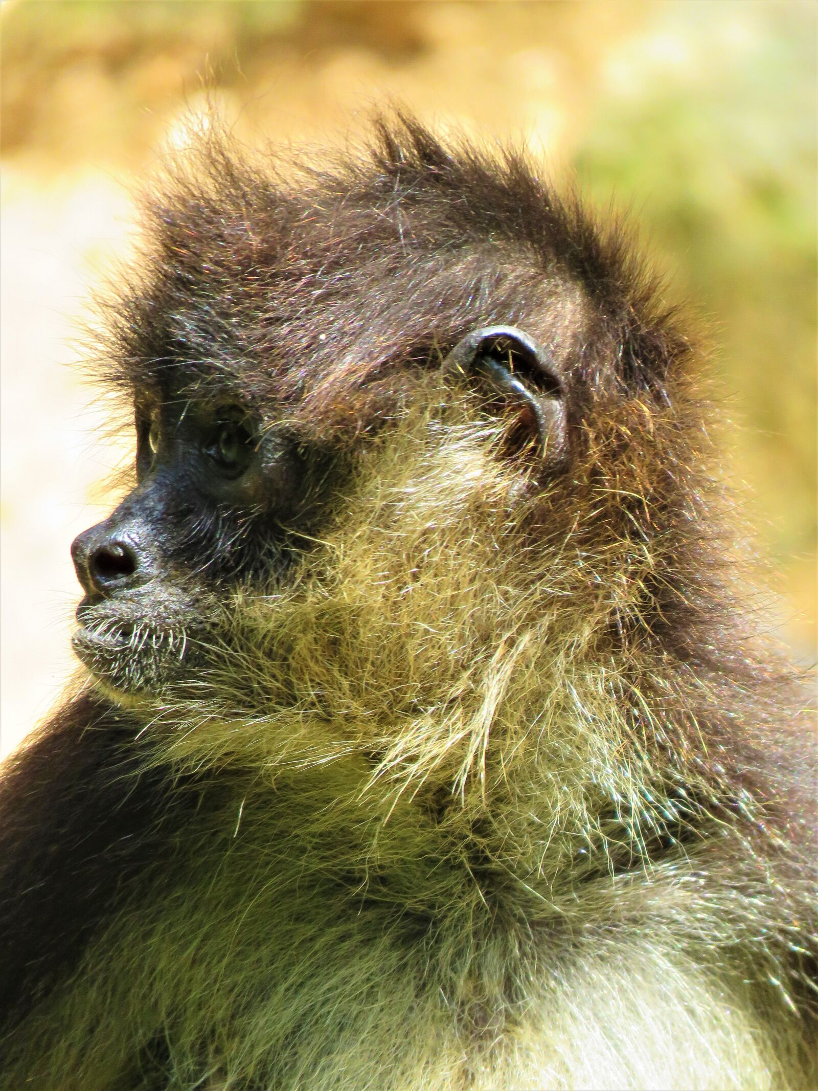 Canon PowerShot SX60 HS sample photo. Spider monkey, monkey, primate photography