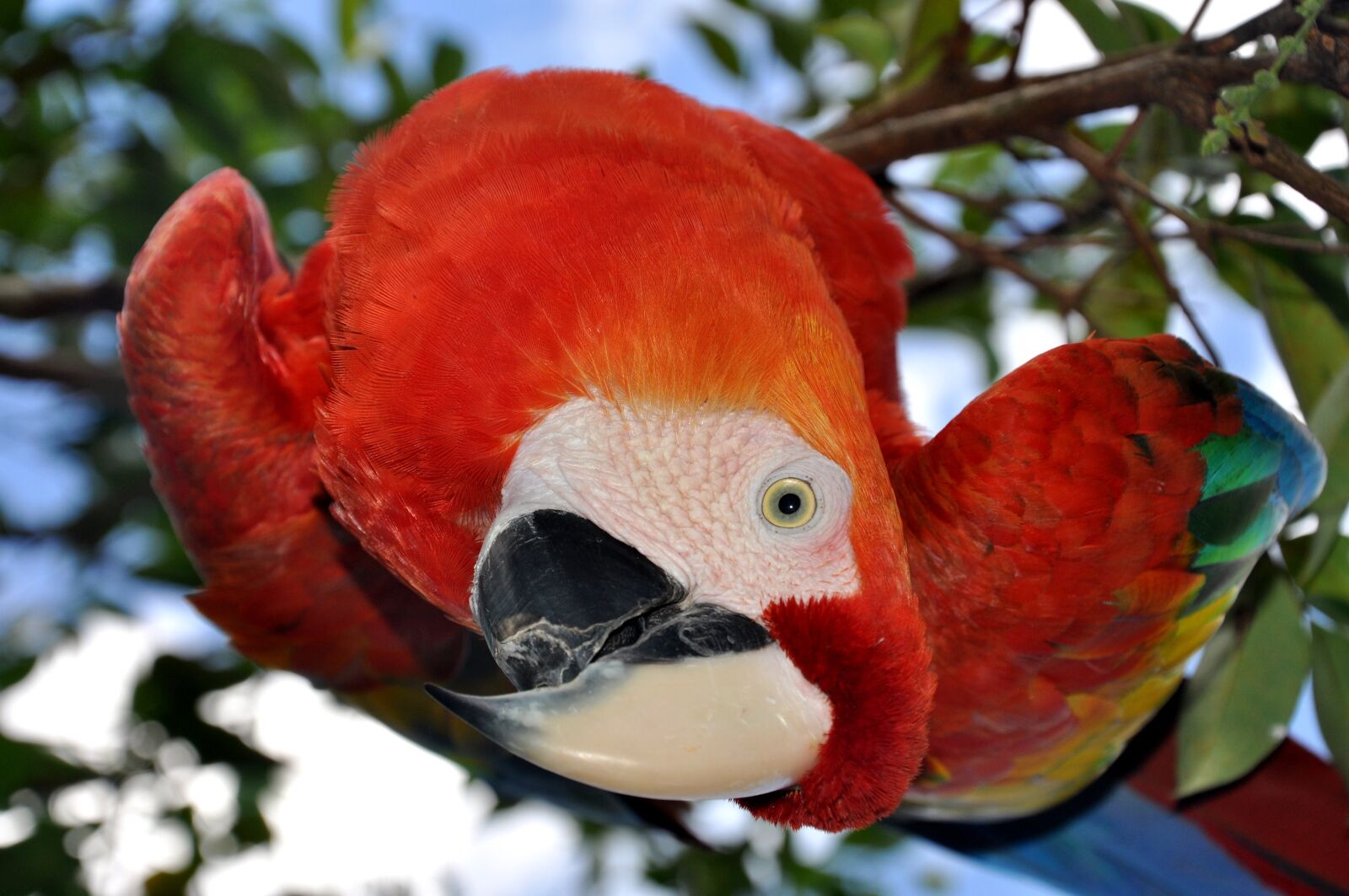 Nikon D5000 sample photo. Parrot, bird, ara photography