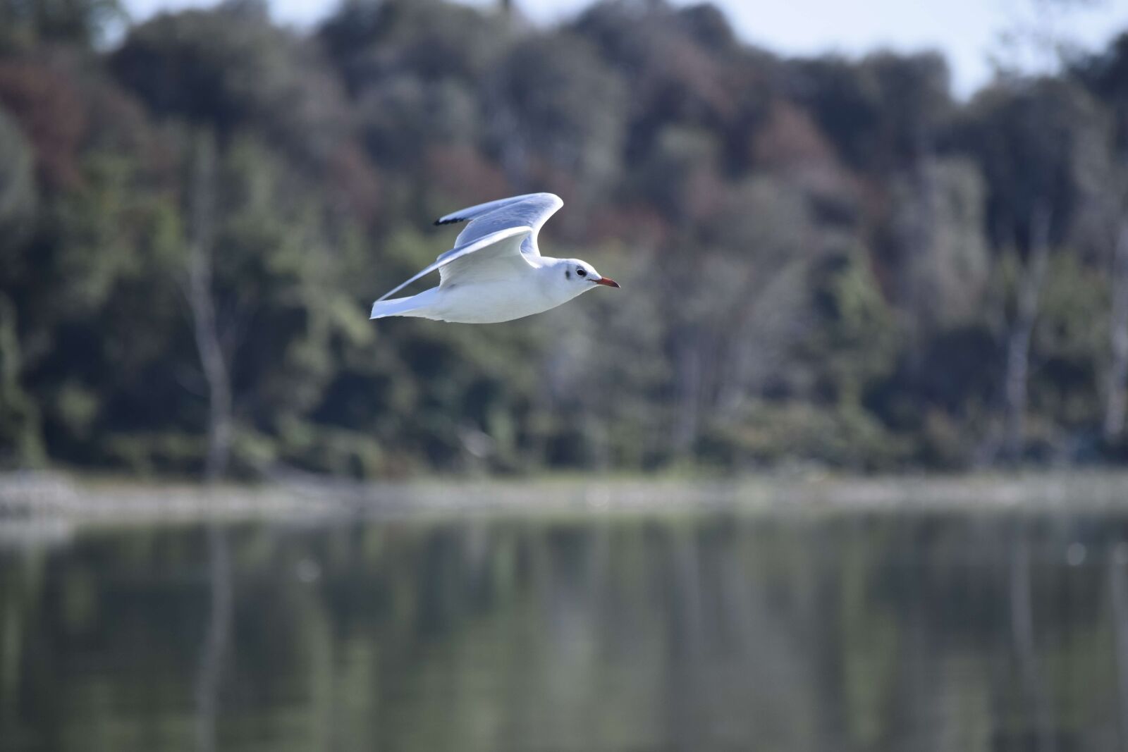 Nikon D3300 sample photo. Seagull, bird, the greater photography