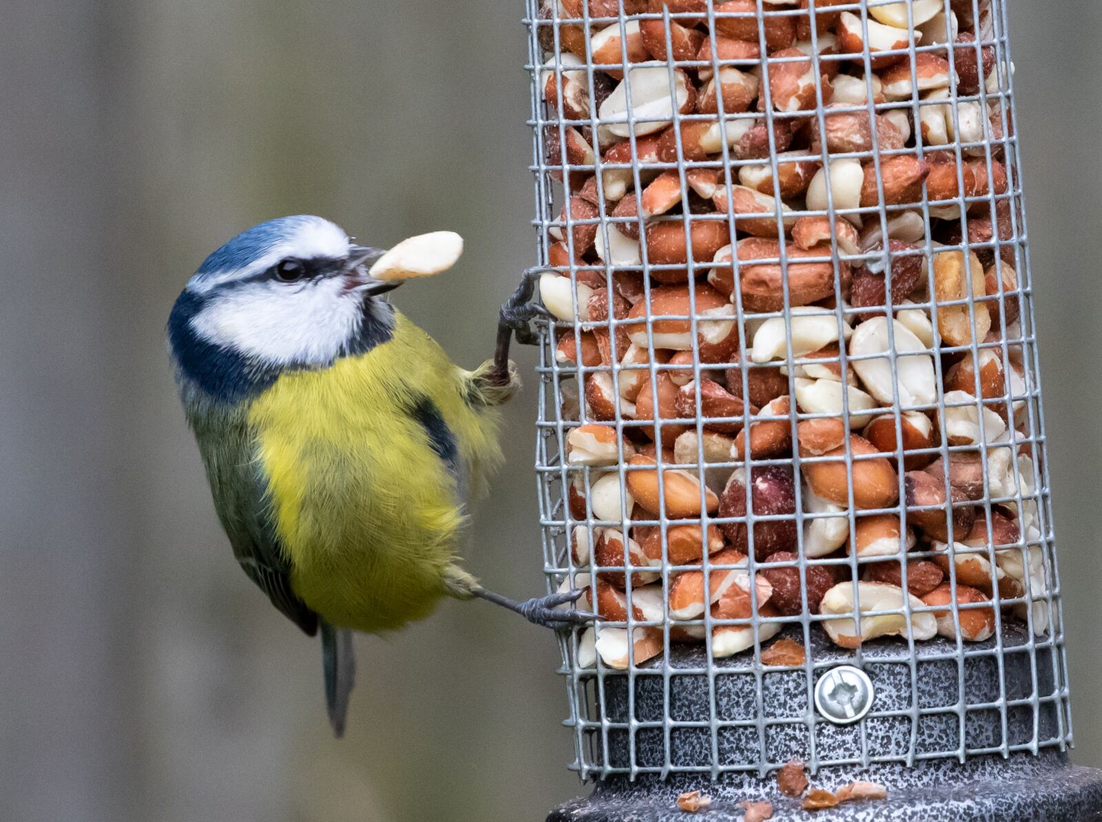Canon EOS 7D Mark II sample photo. Blue tit, feeding tit photography