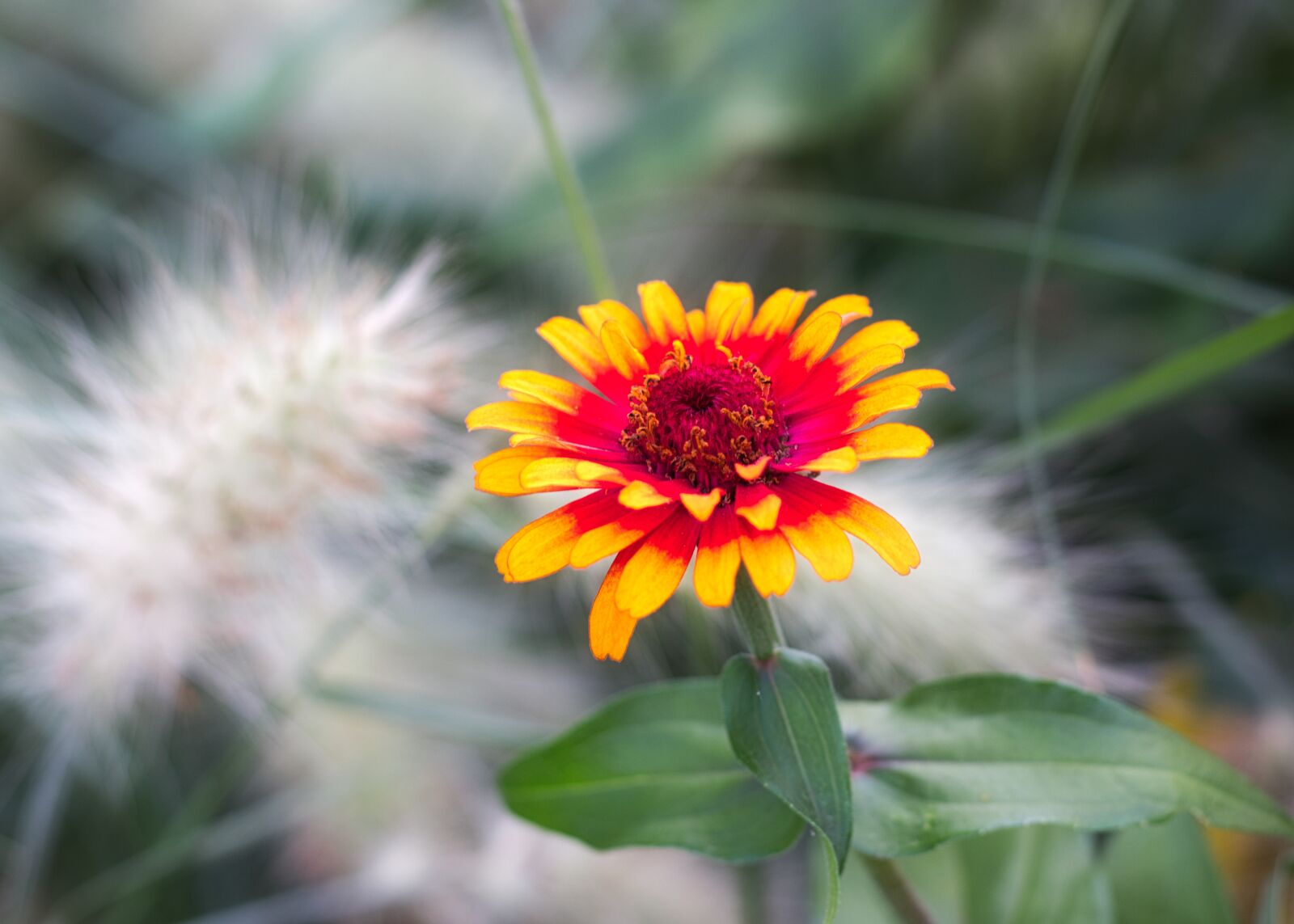 Canon EF 50mm F1.8 STM sample photo. Summer flower, blossom, bloom photography