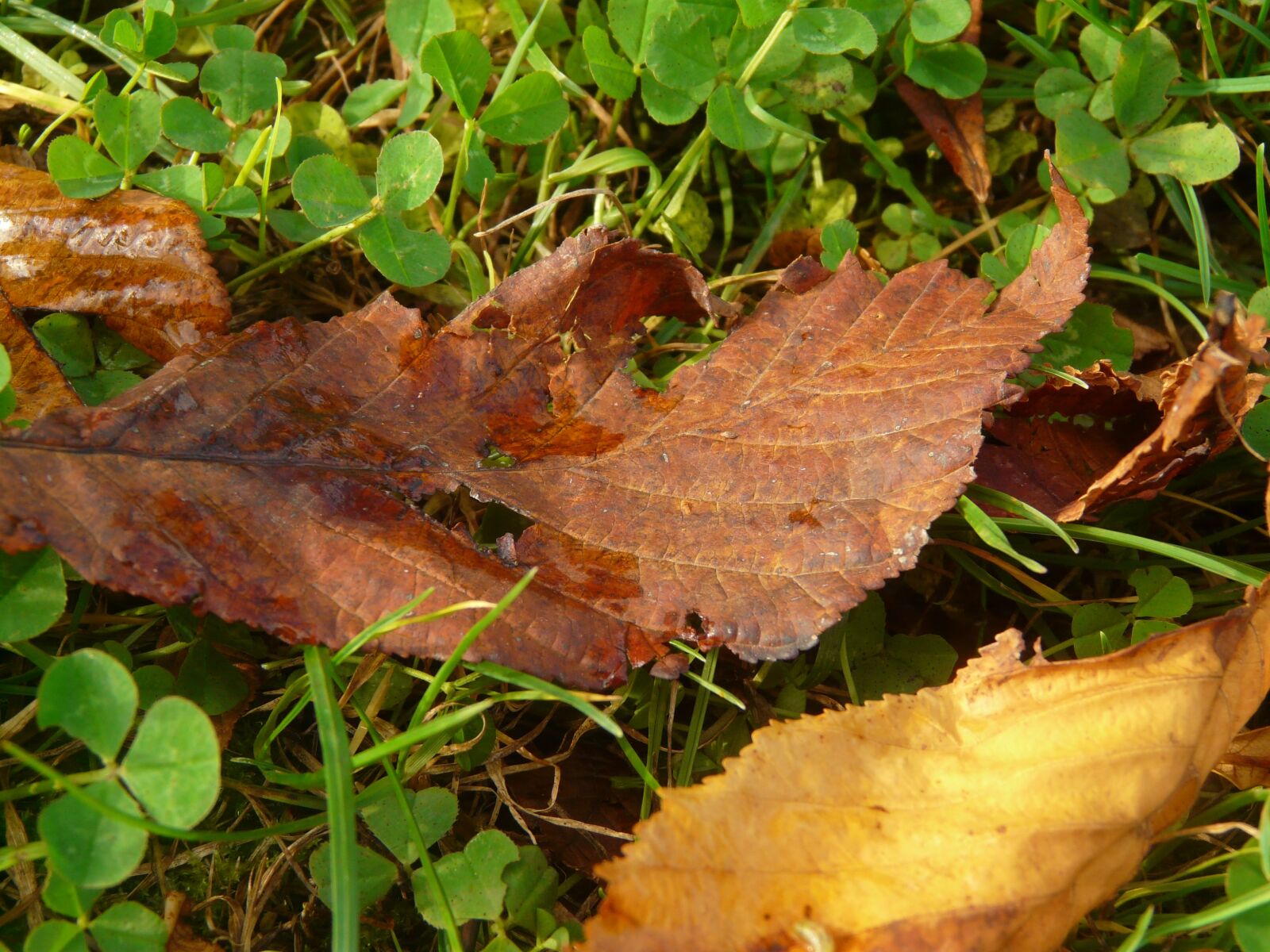Panasonic DMC-FZ18 sample photo. Leaf, autumn, leaves photography