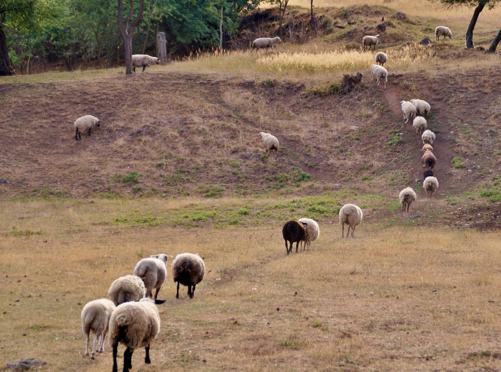 Sony SLT-A58 sample photo. Sheep, counting, home photography