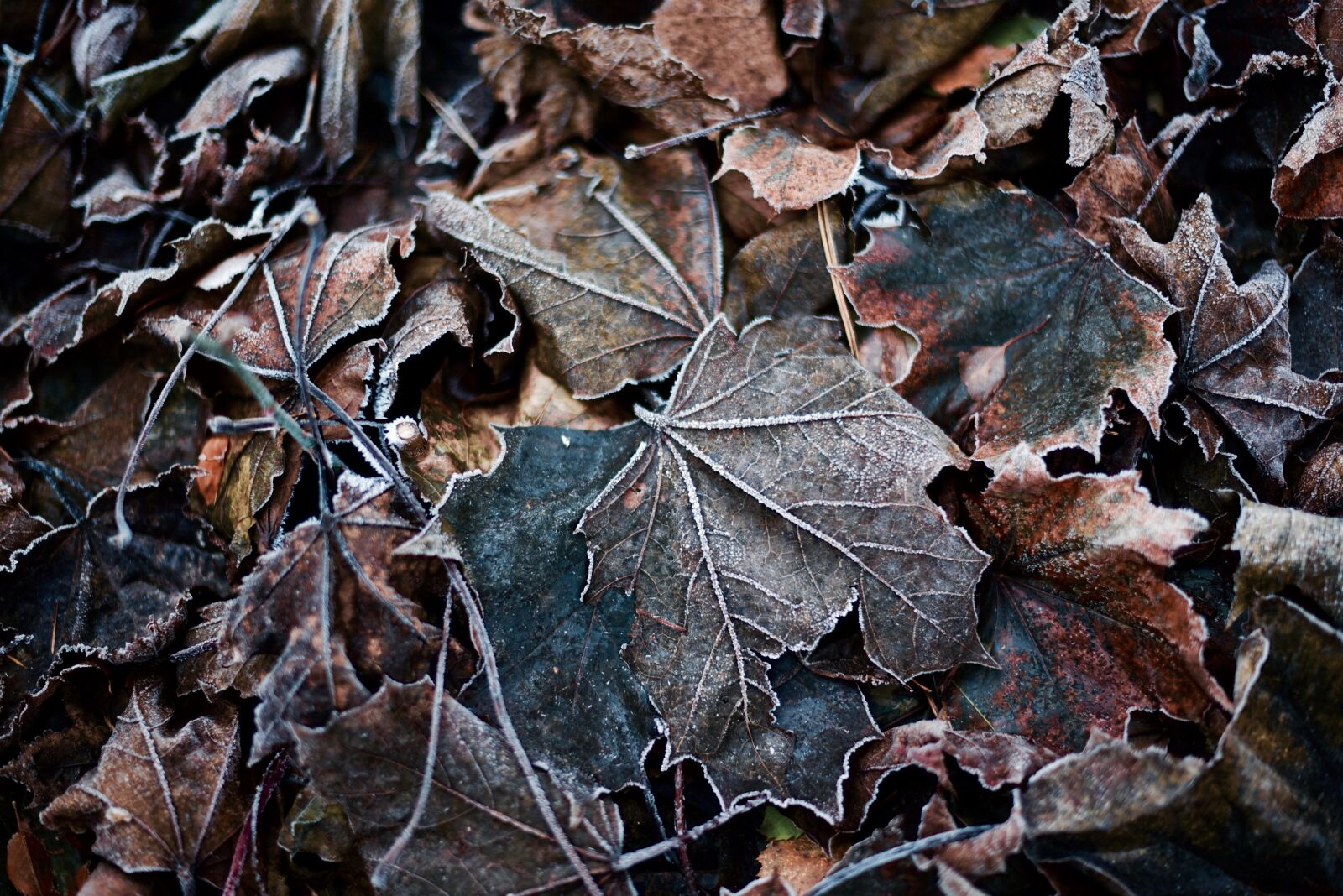 Nikon D750 sample photo. Frost, night photography