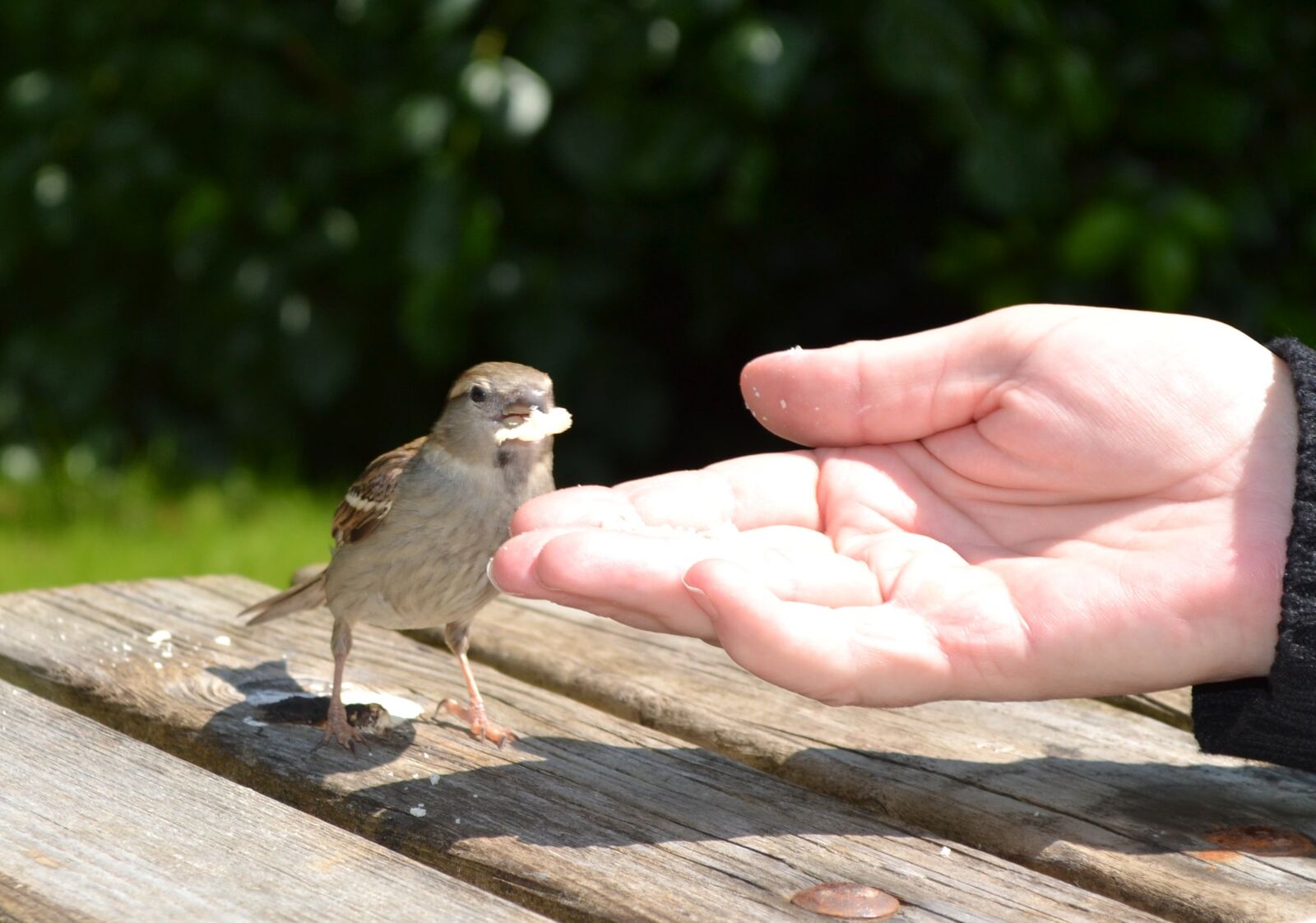 Nikon D3100 sample photo. Tame, bird, sparrow photography