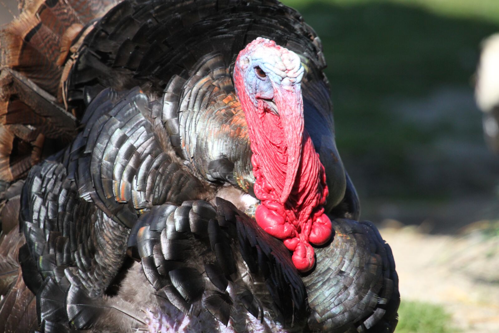 Canon EOS 500D (EOS Rebel T1i / EOS Kiss X3) sample photo. Turkey, wild turkey, animal photography
