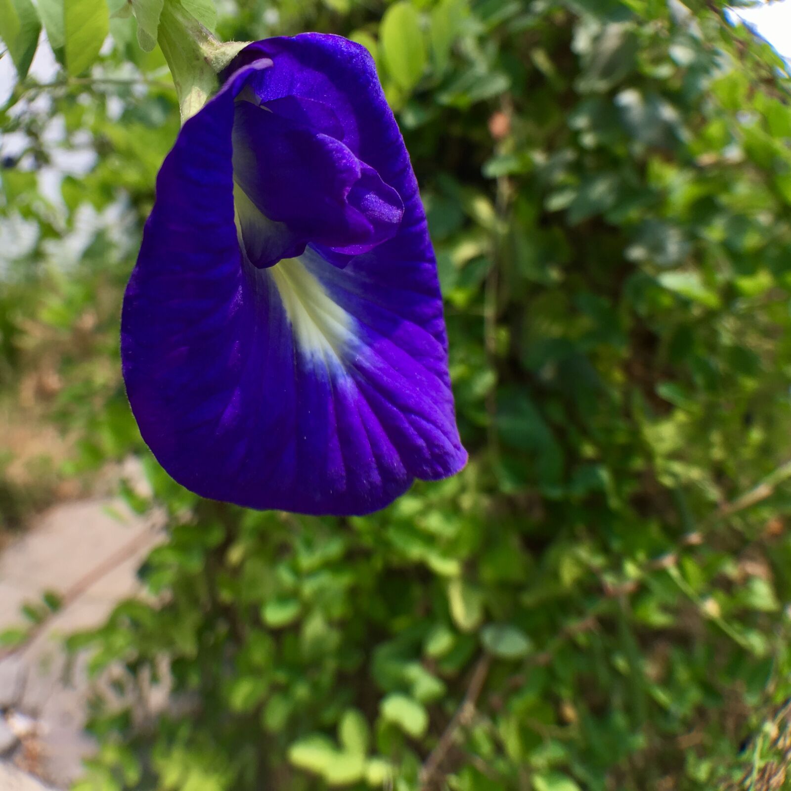iPhone SE back camera 4.15mm f/2.2 sample photo. Flowers, pea flowers, outdoor photography