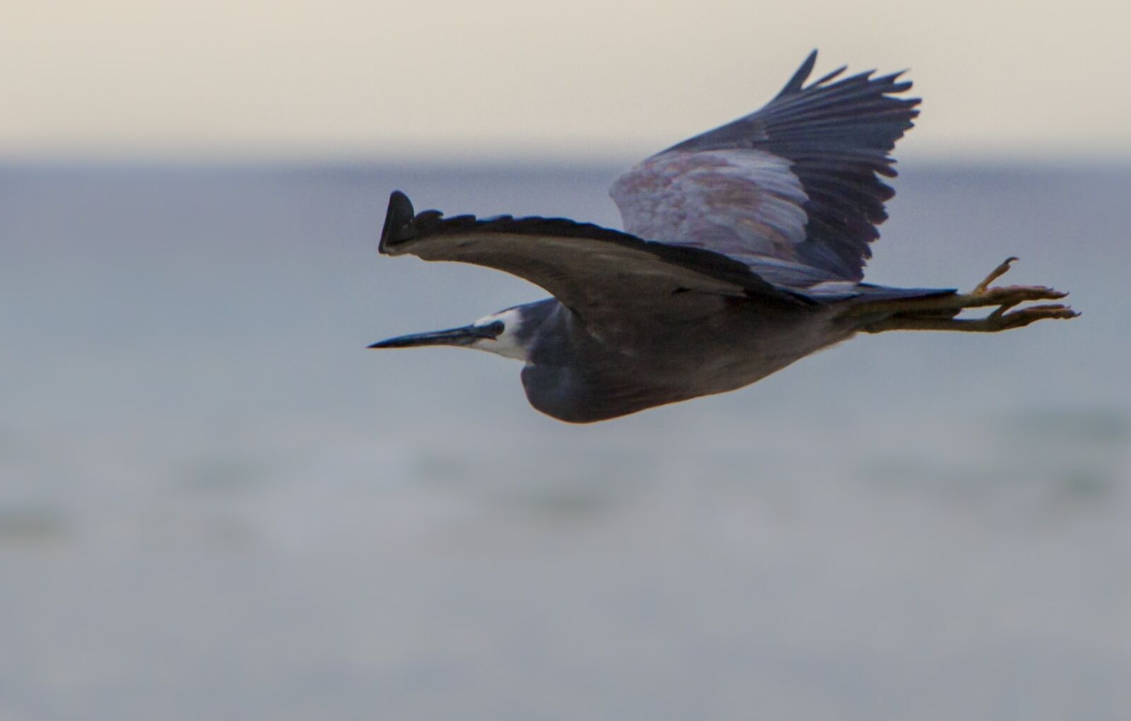 Canon EF 70-200mm F2.8L IS USM sample photo. Wildlife, flight, bird, heron photography