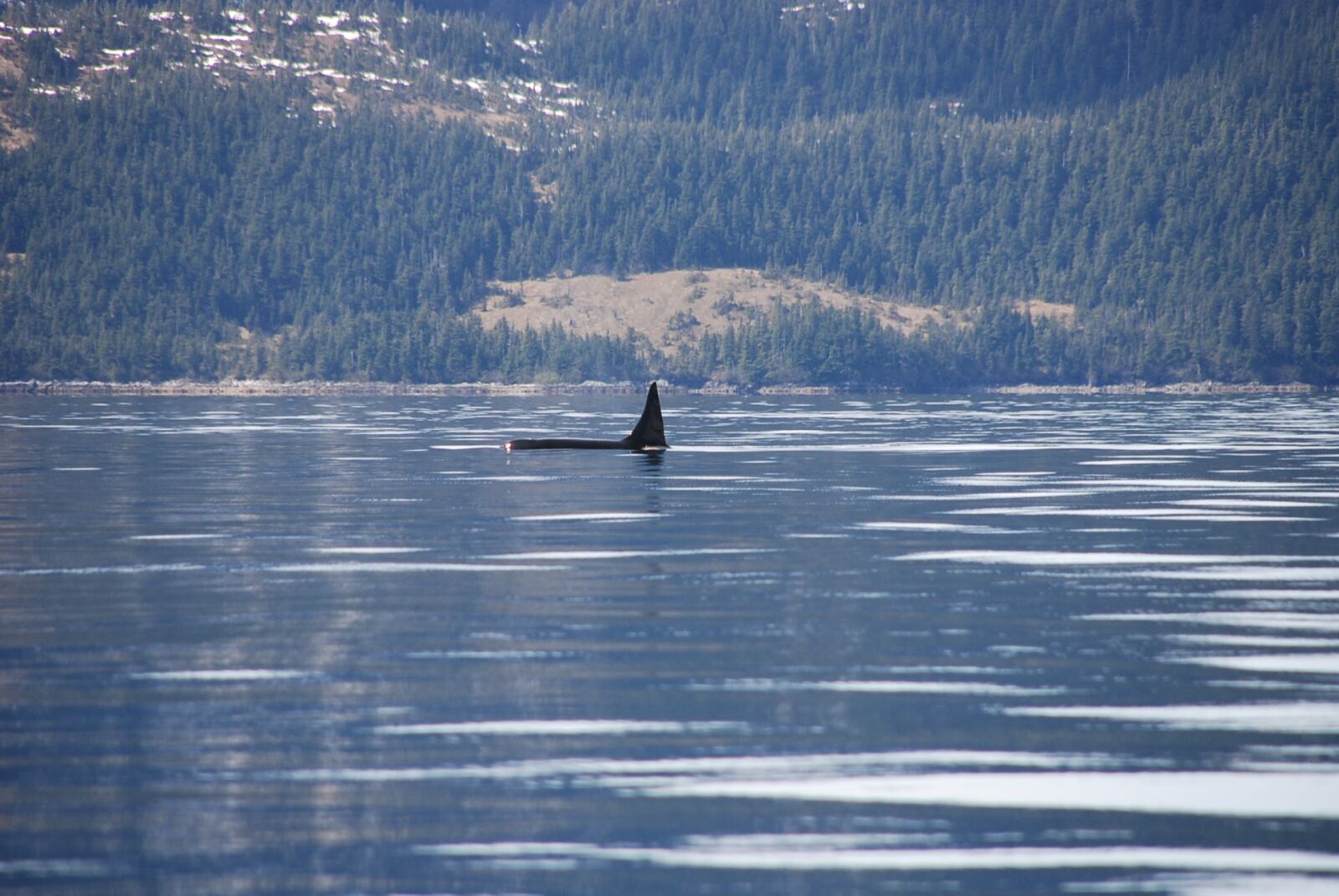 Nikon D80 sample photo. Orca, alaska, whale photography